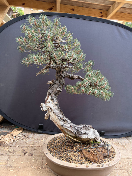 Kotobuki Japanese black pine