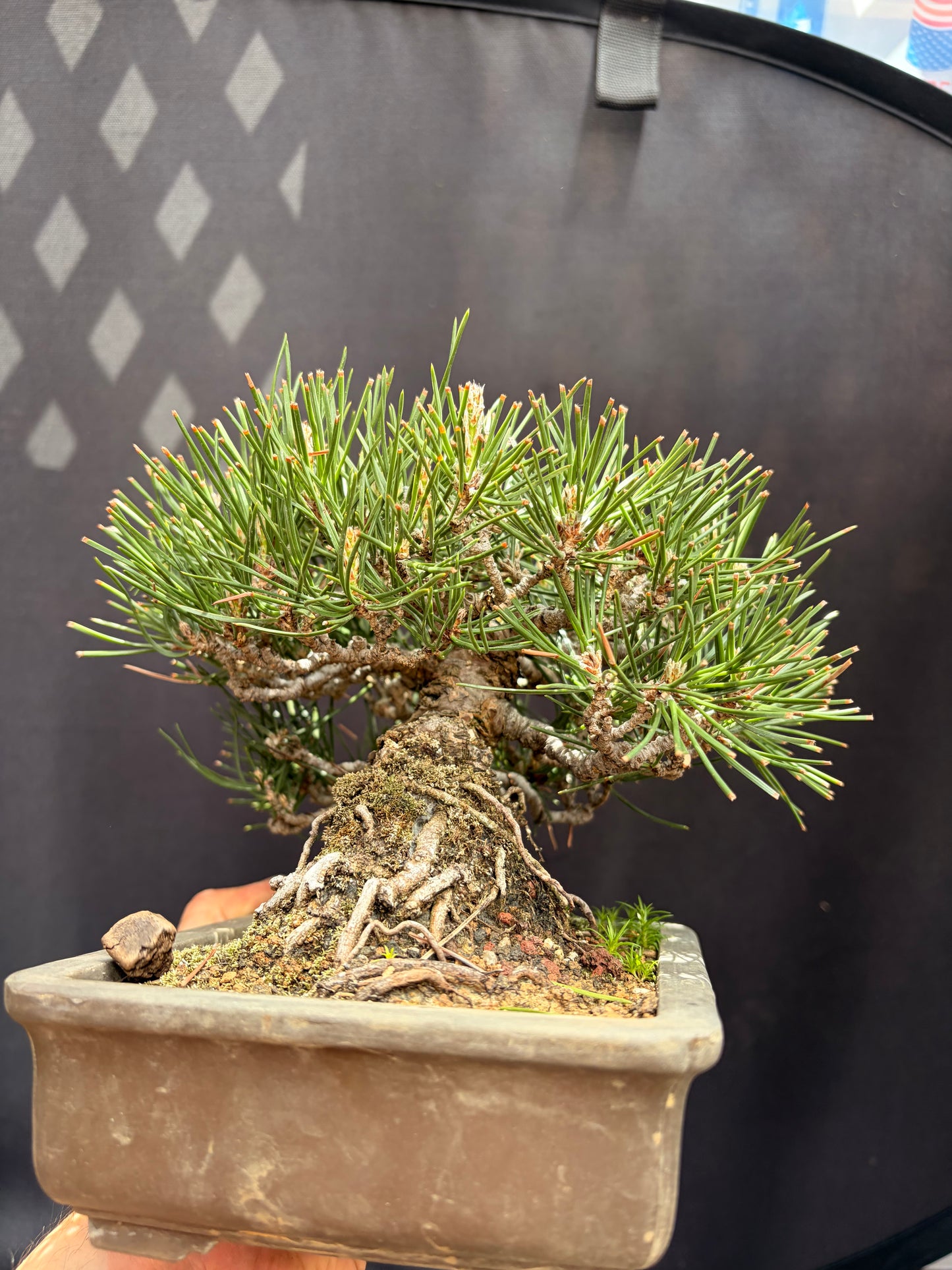 Japanese black pine