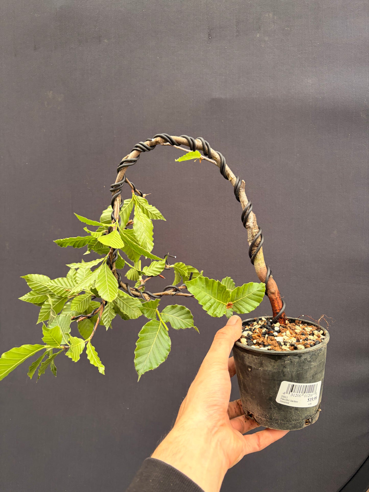 Japanese hornbeam