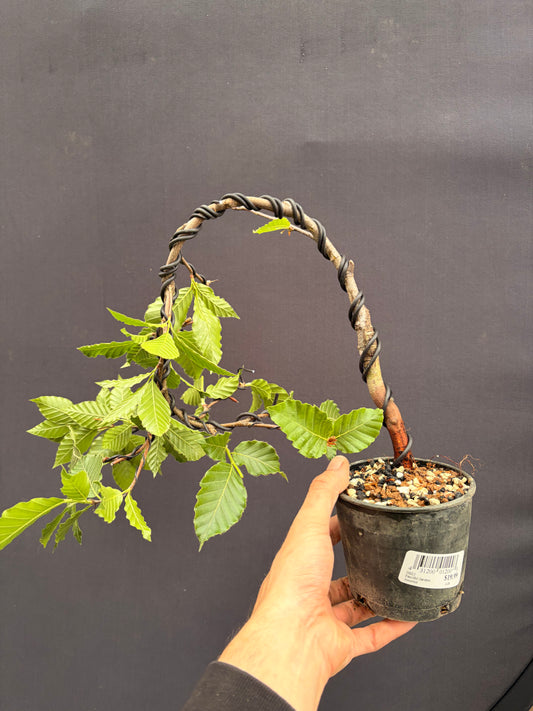 Japanese hornbeam