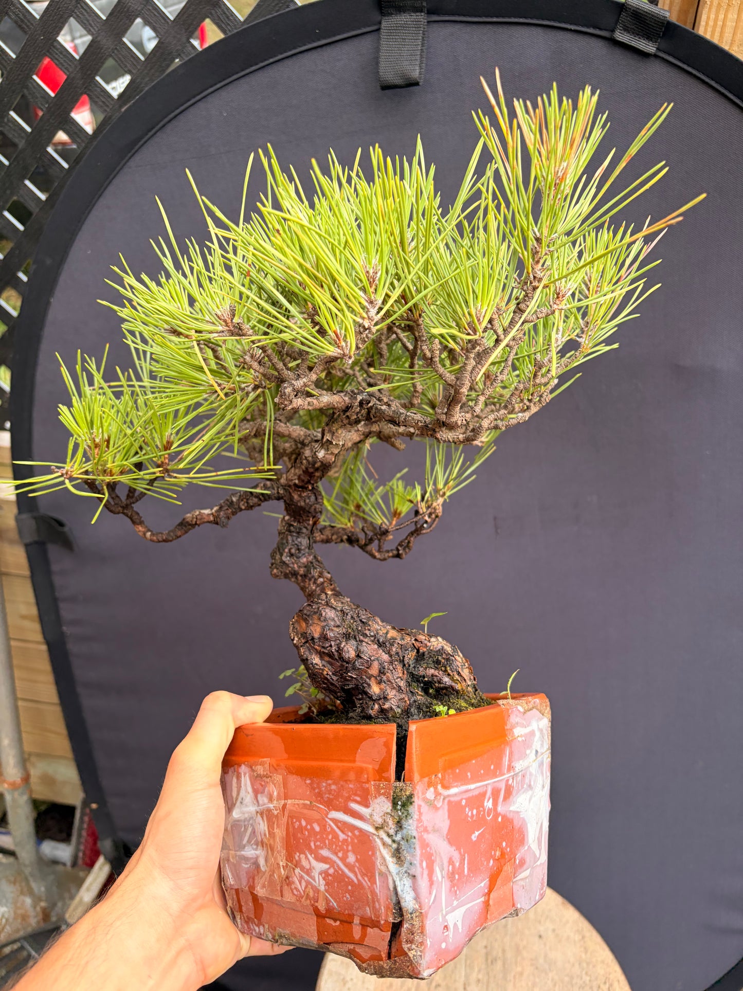 Japanese black pine