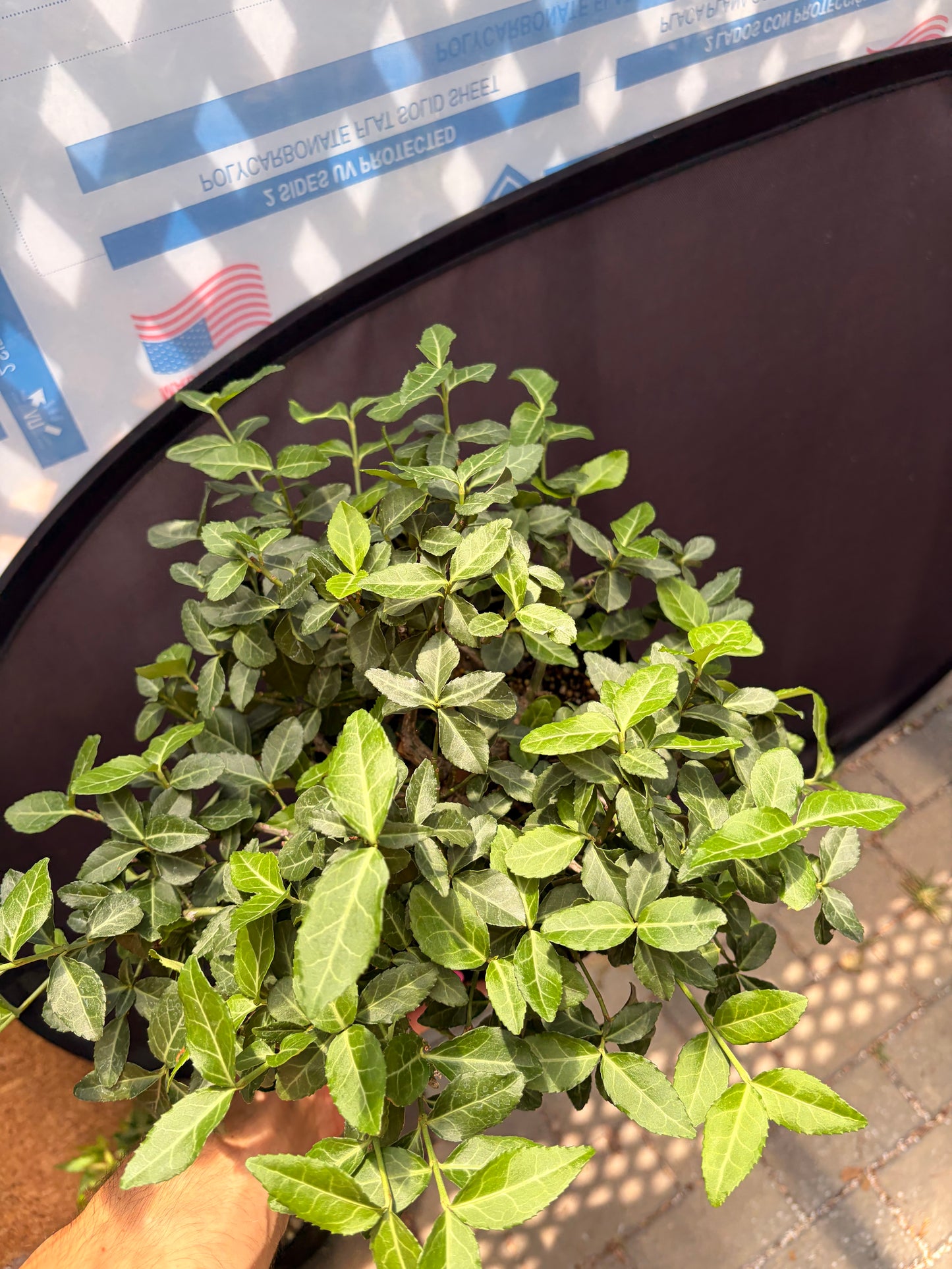 Euonymus