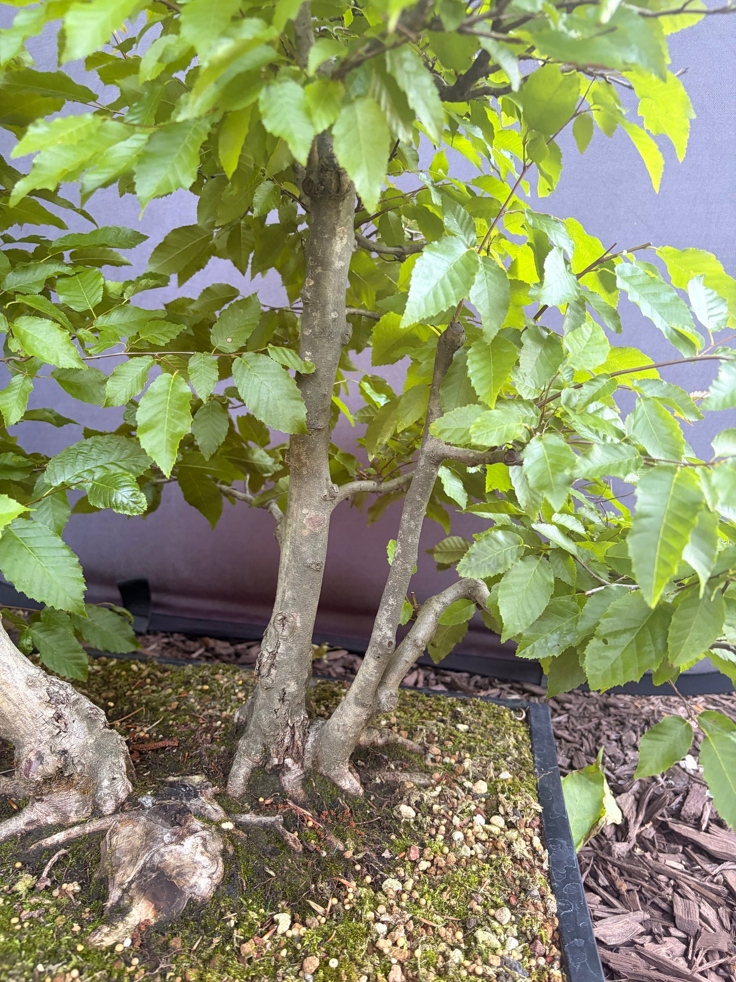 American horbeam clump