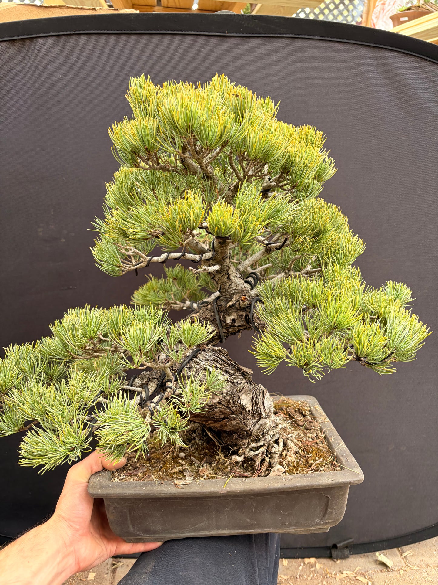 Japanese 5 needle pine