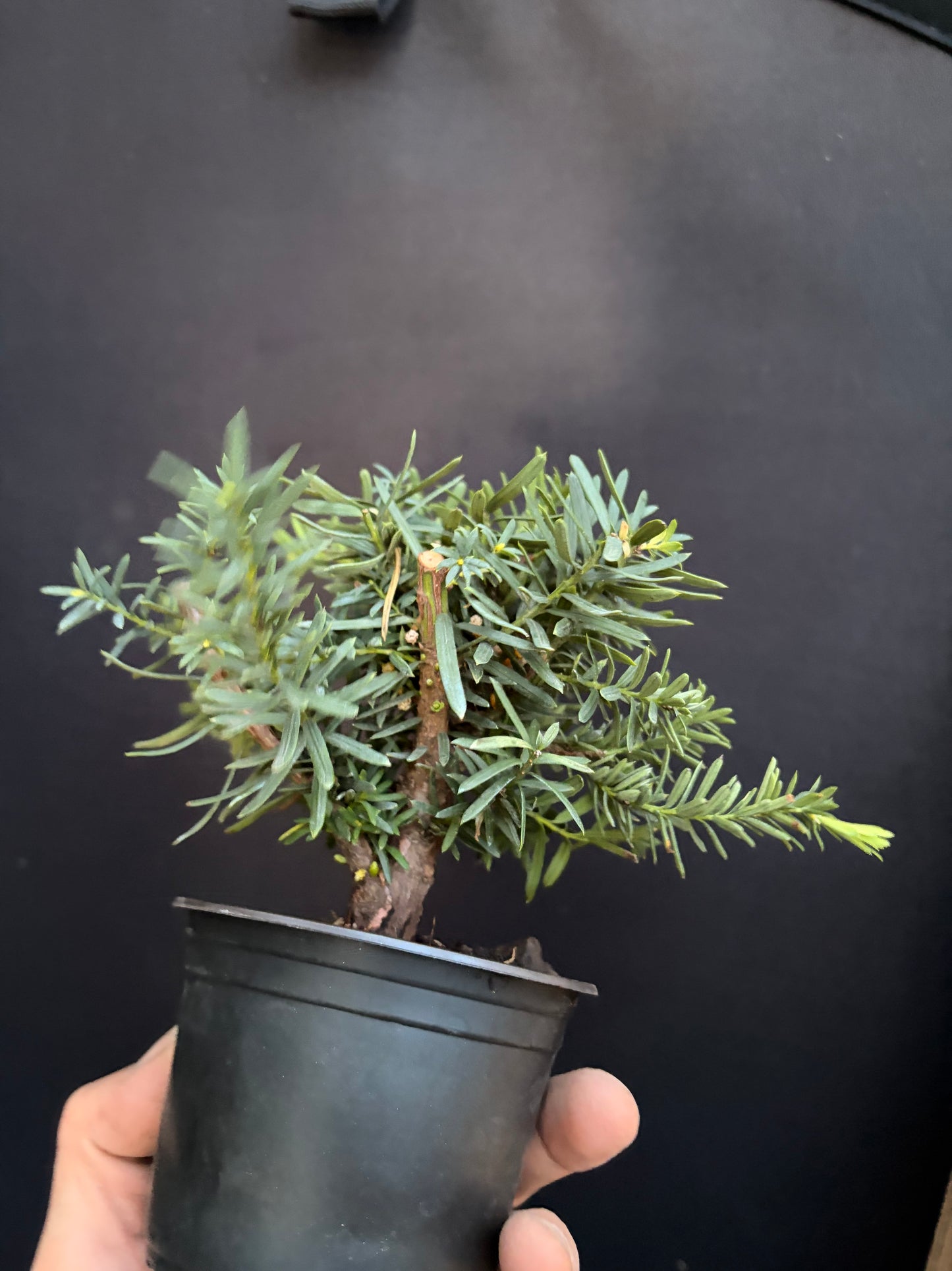 Yew