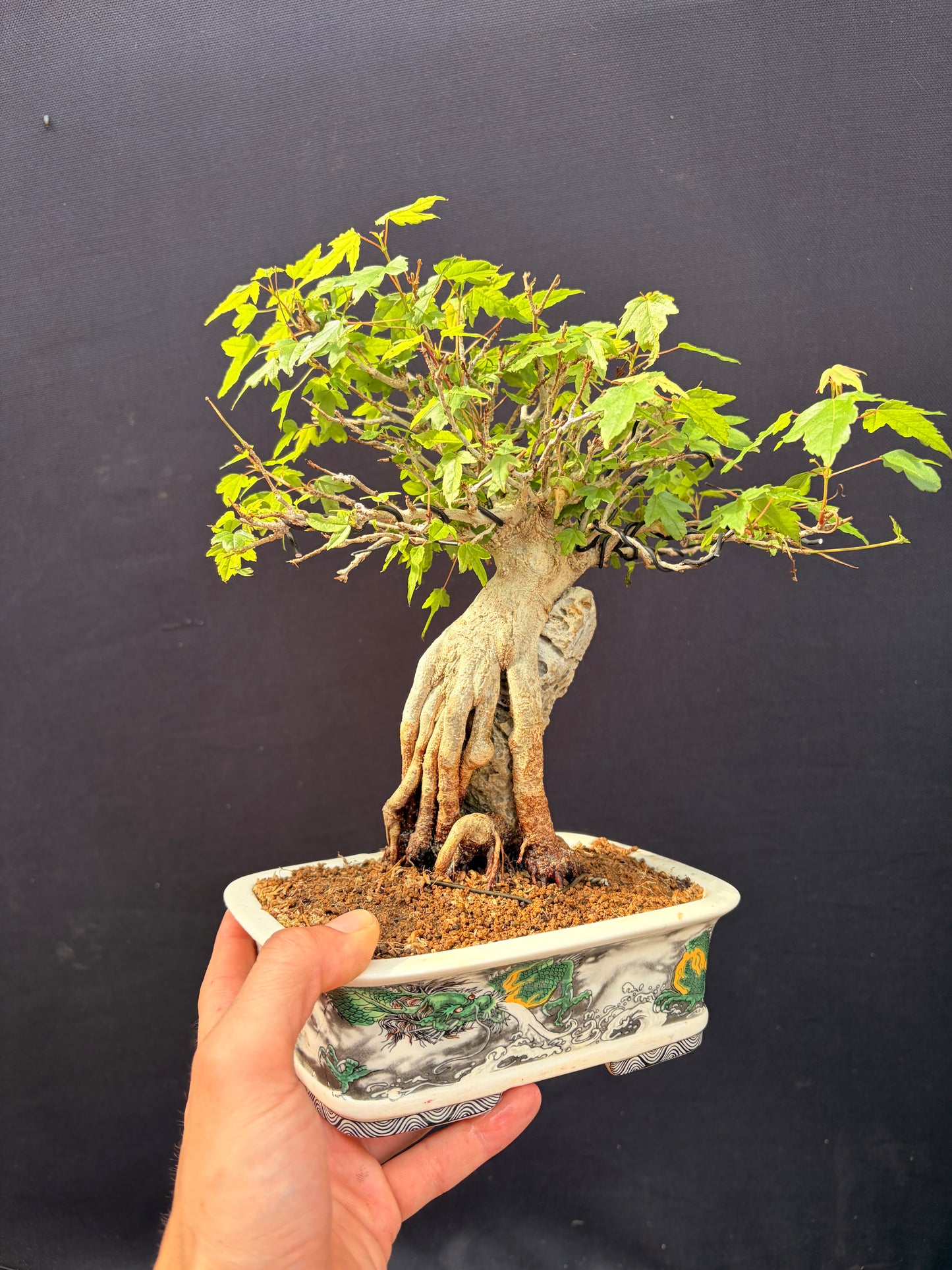 Trident maple root over rock