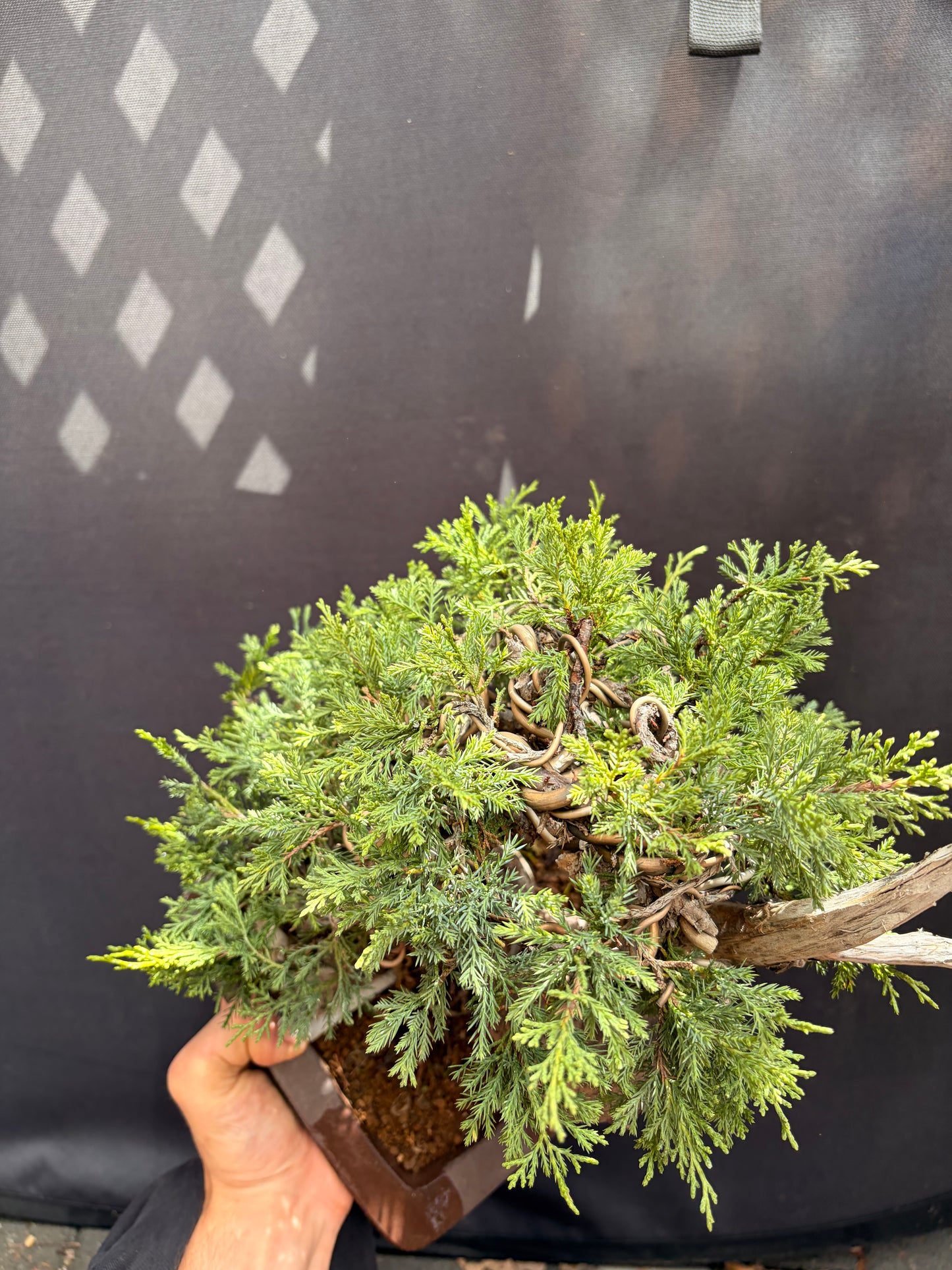 Shimpaku juniper itoigawa (Copy)