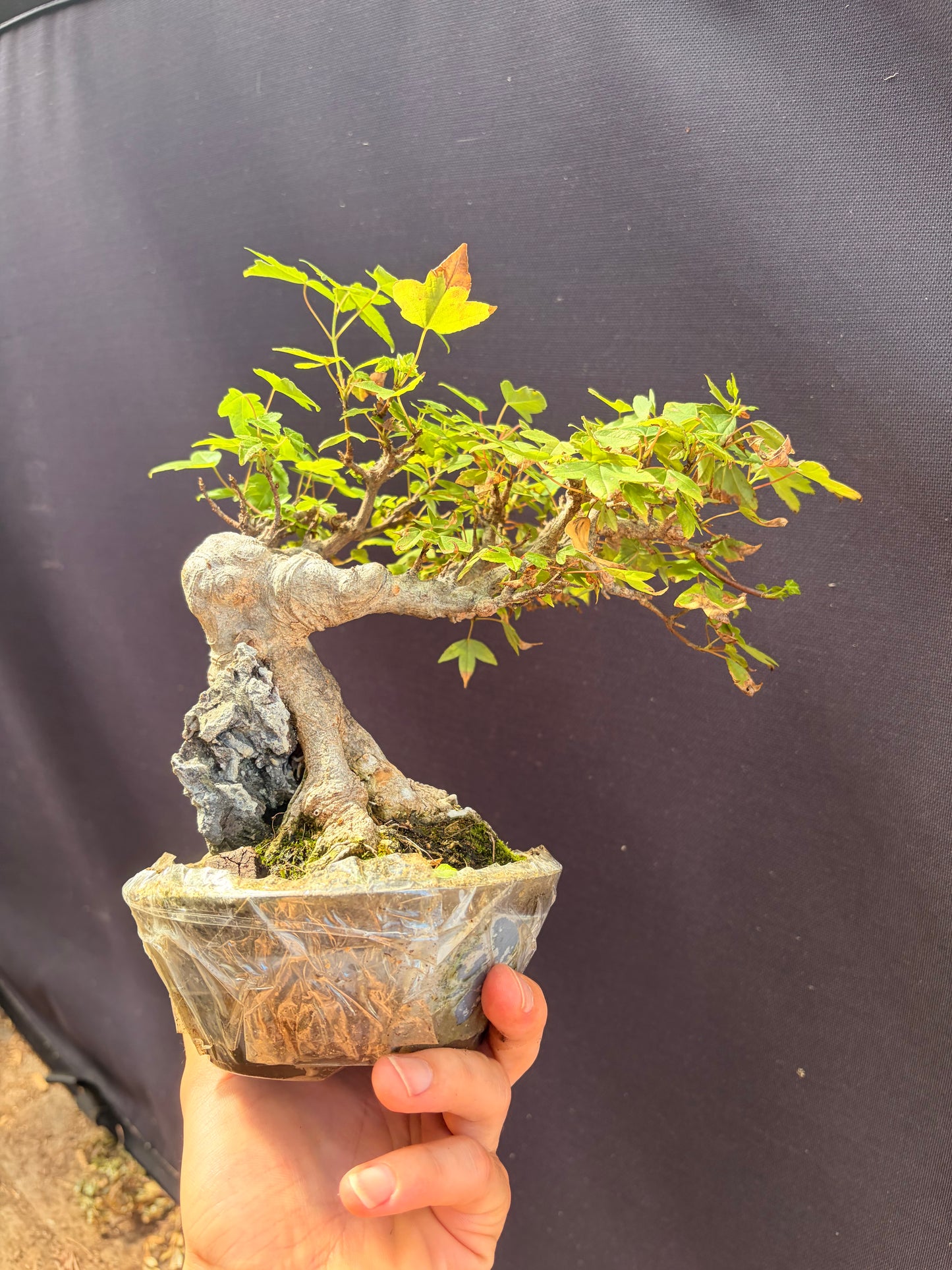 Trident maple root over rock