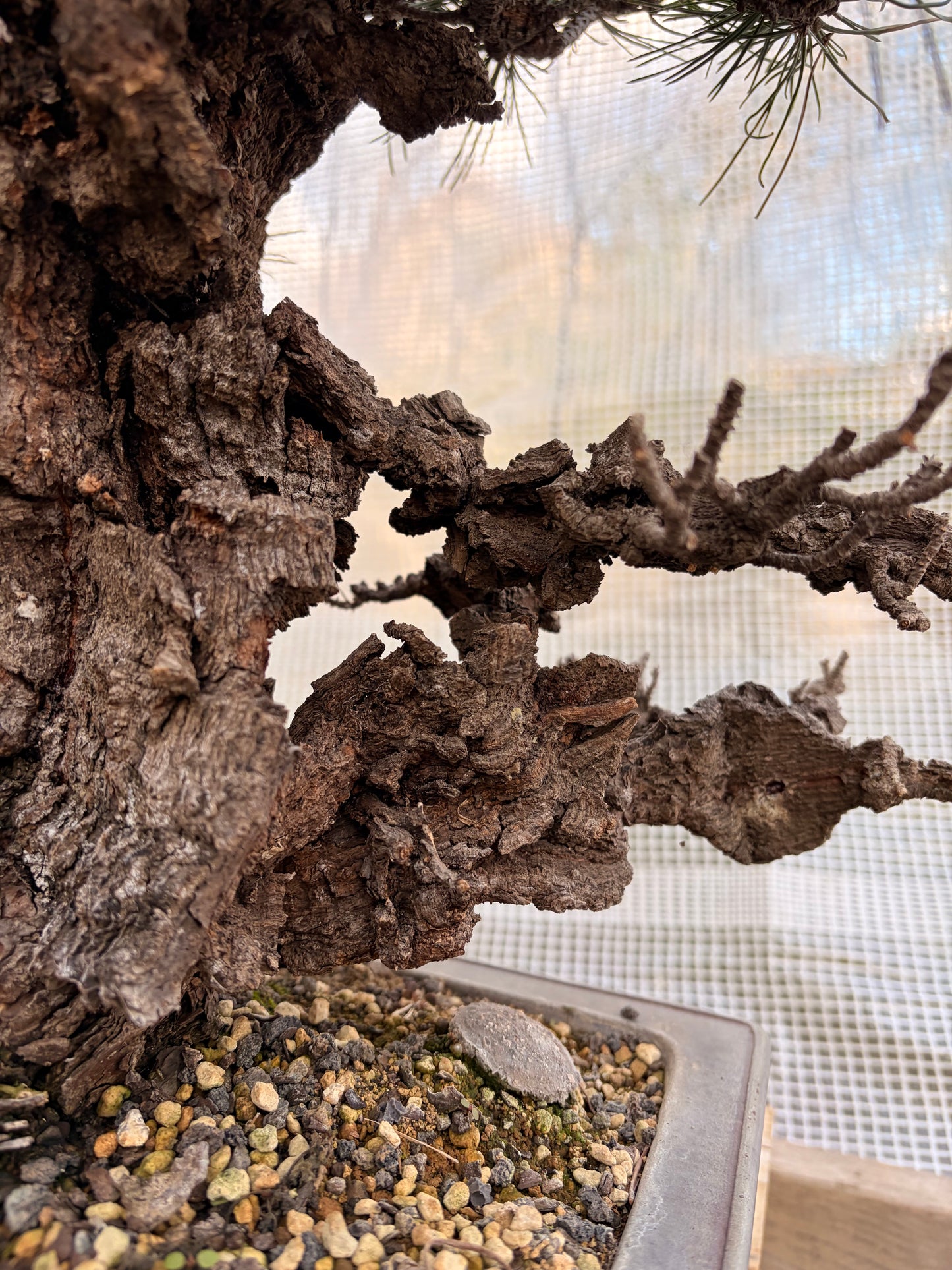Japanese black pine cork bark yume nishiki