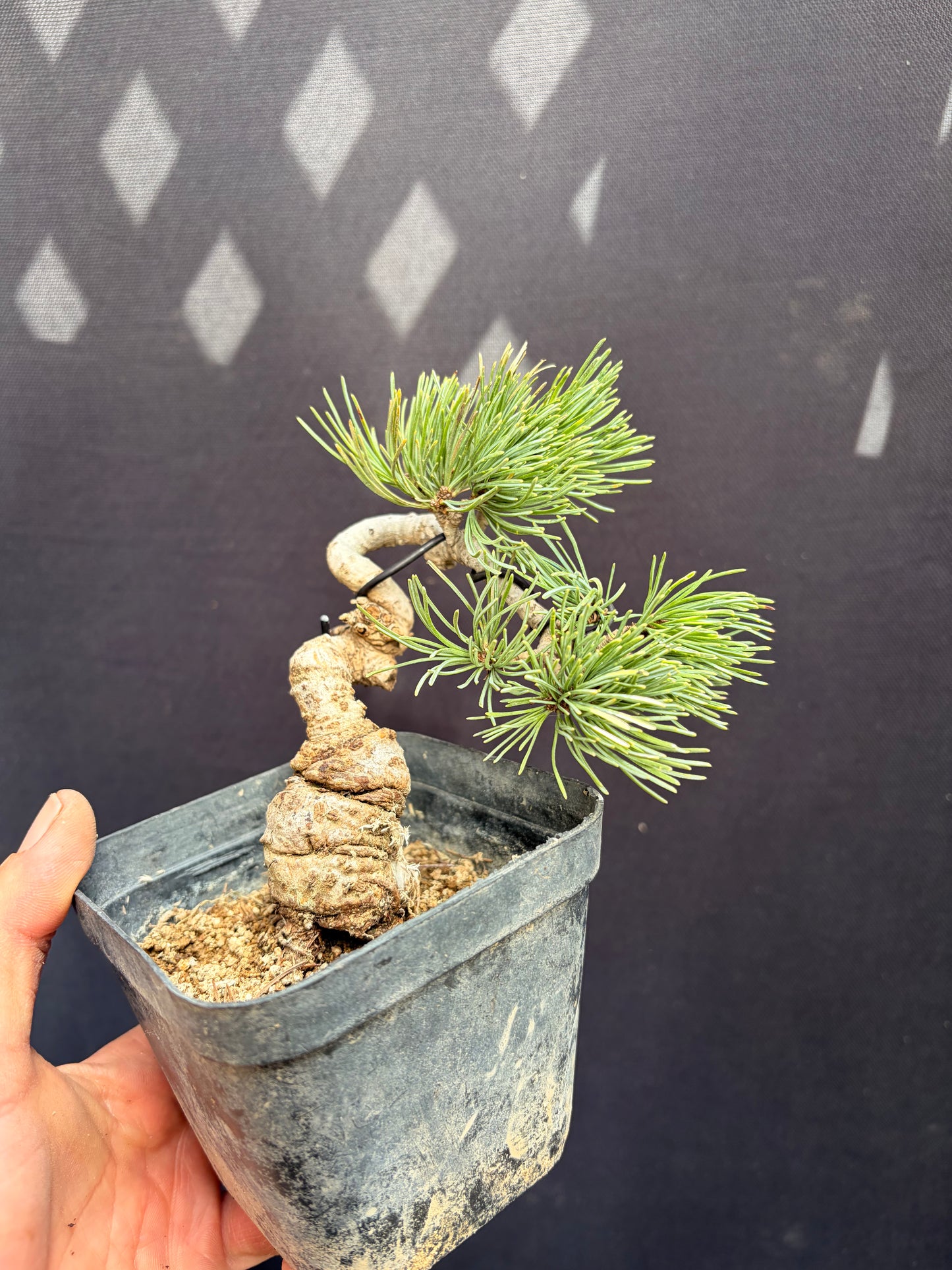 White pine on black pine