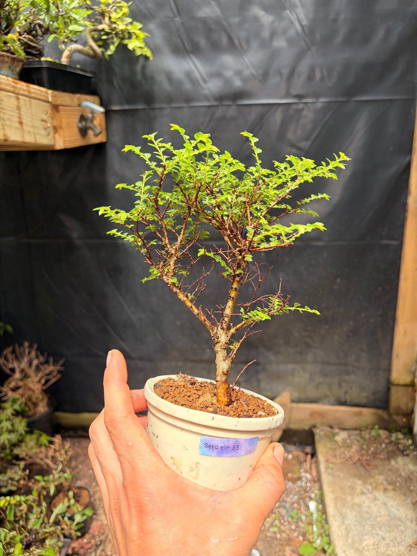 Seiju chinese elm