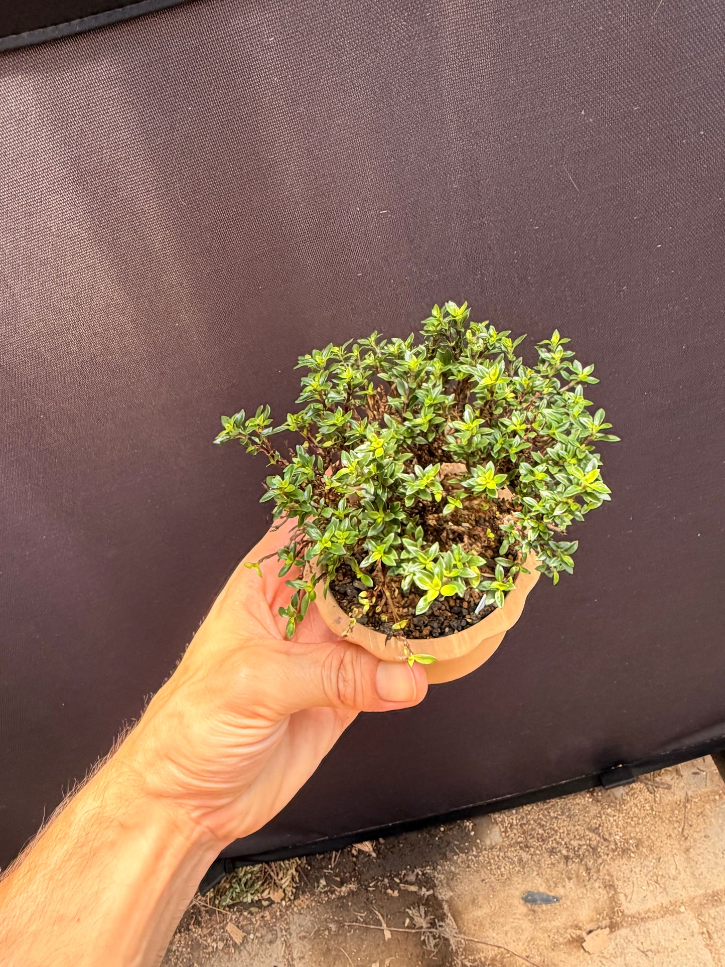 Hokkaido Serissa