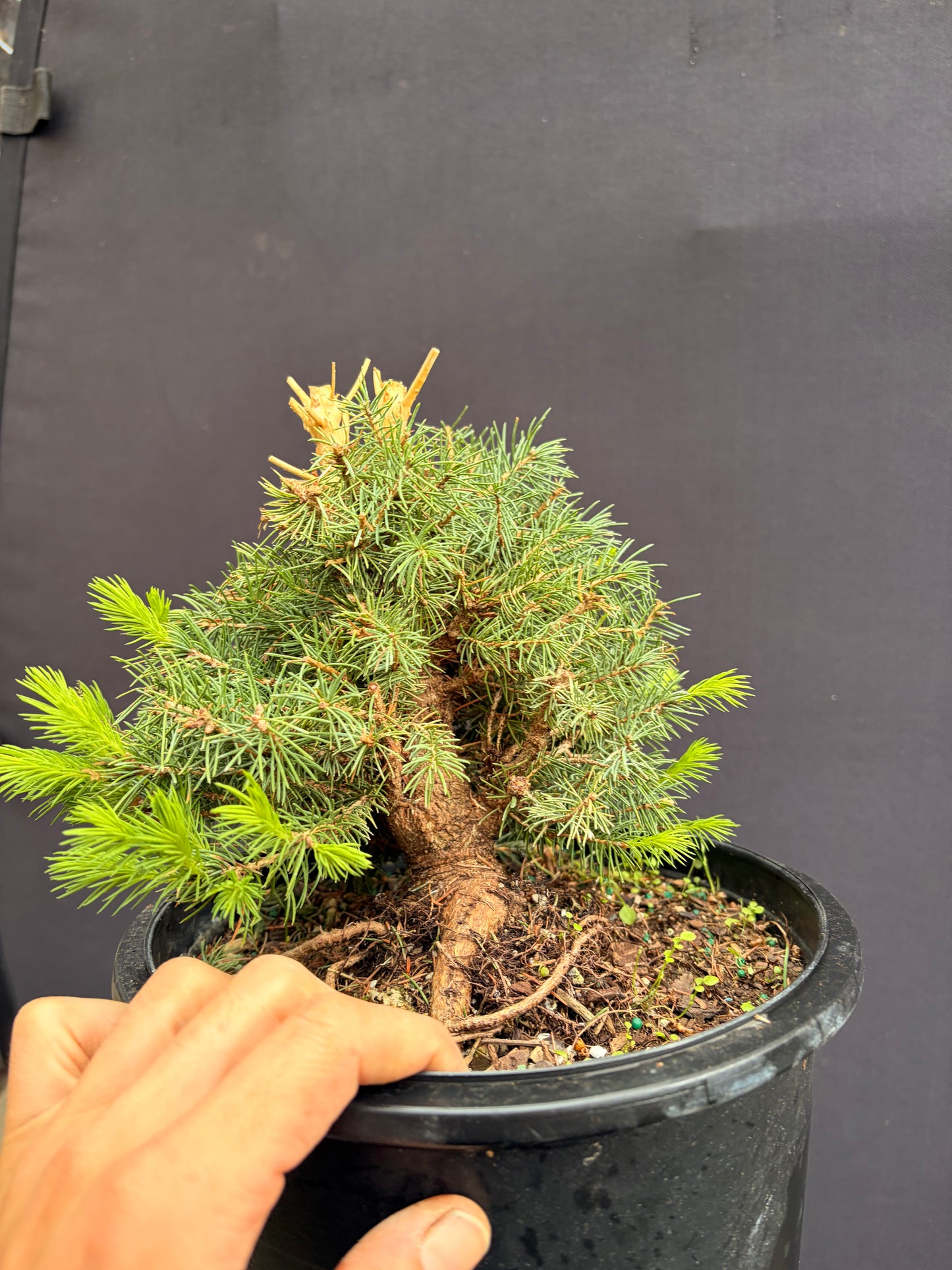 Dwarf Alberta spruce