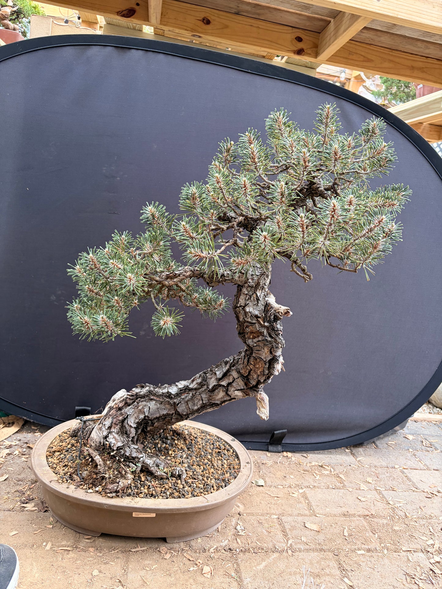 Kotobuki Japanese black pine