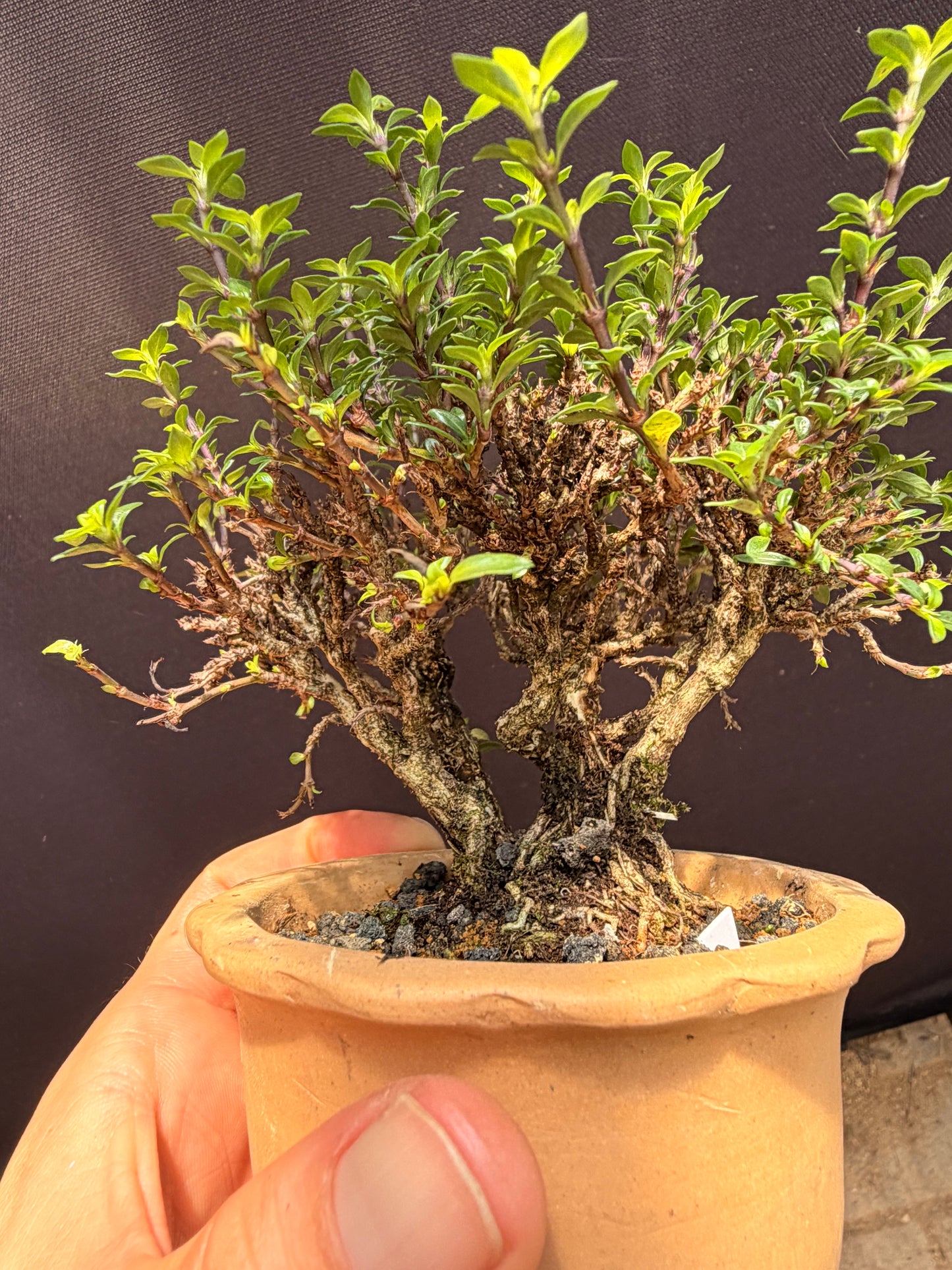Hokkaido Serissa
