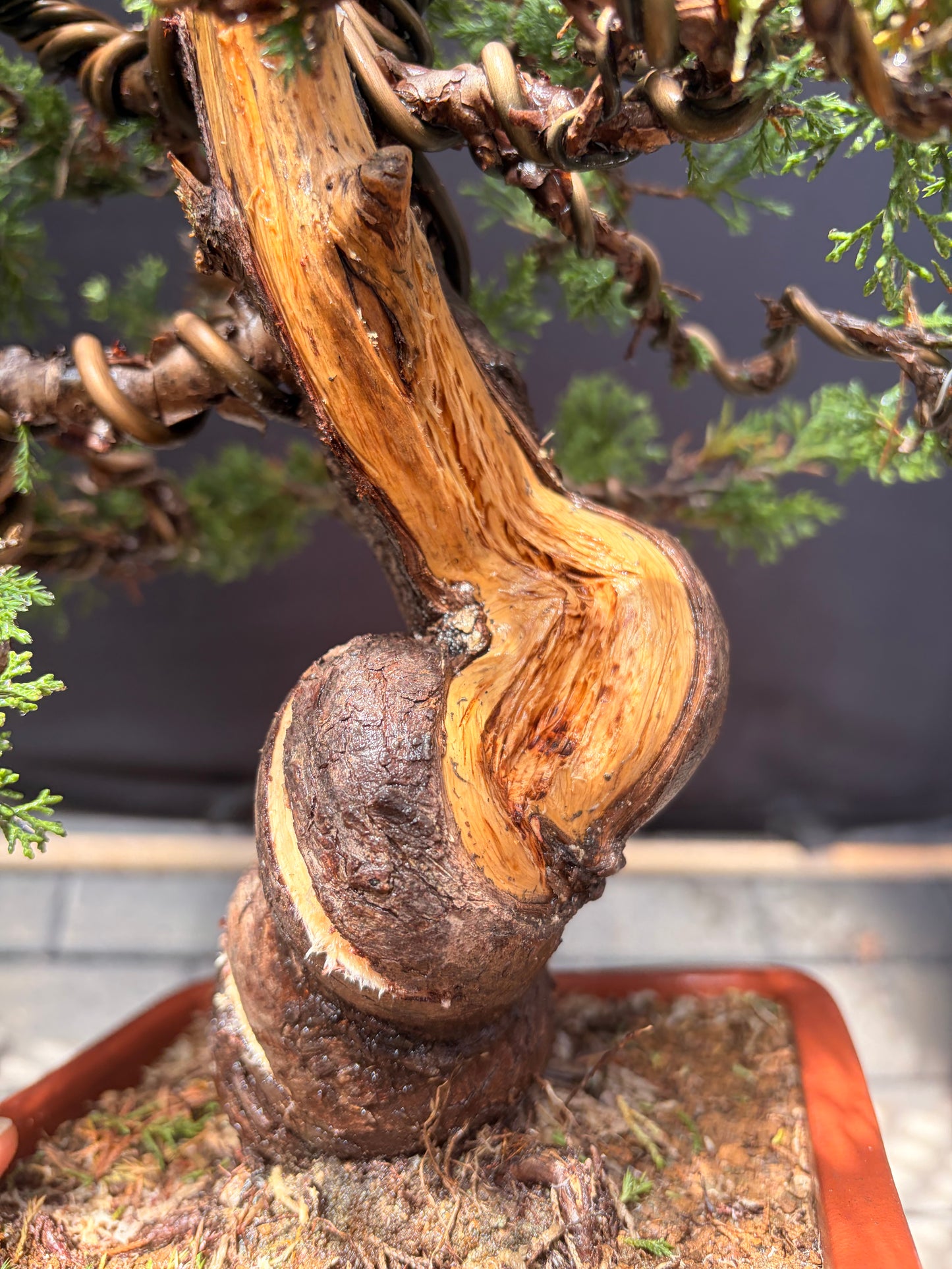 Shimpaku juniper itoigawa