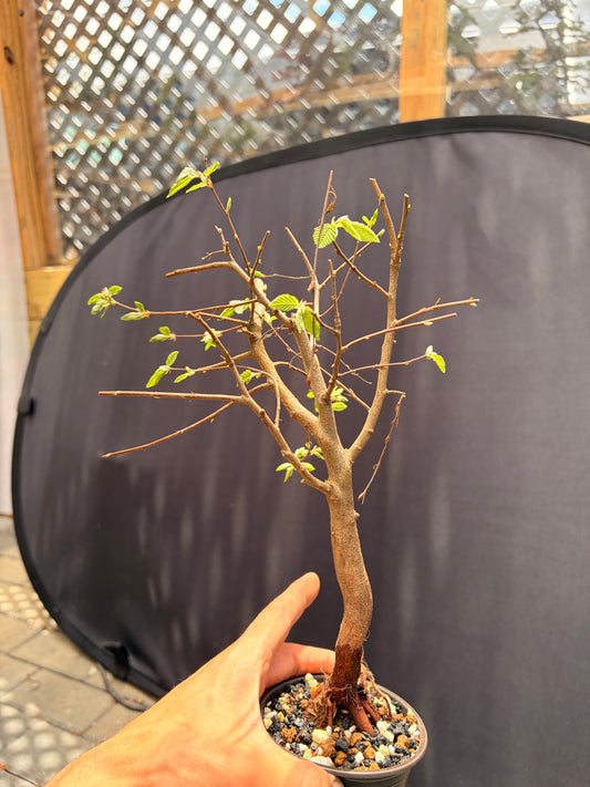 Korean hornbeam