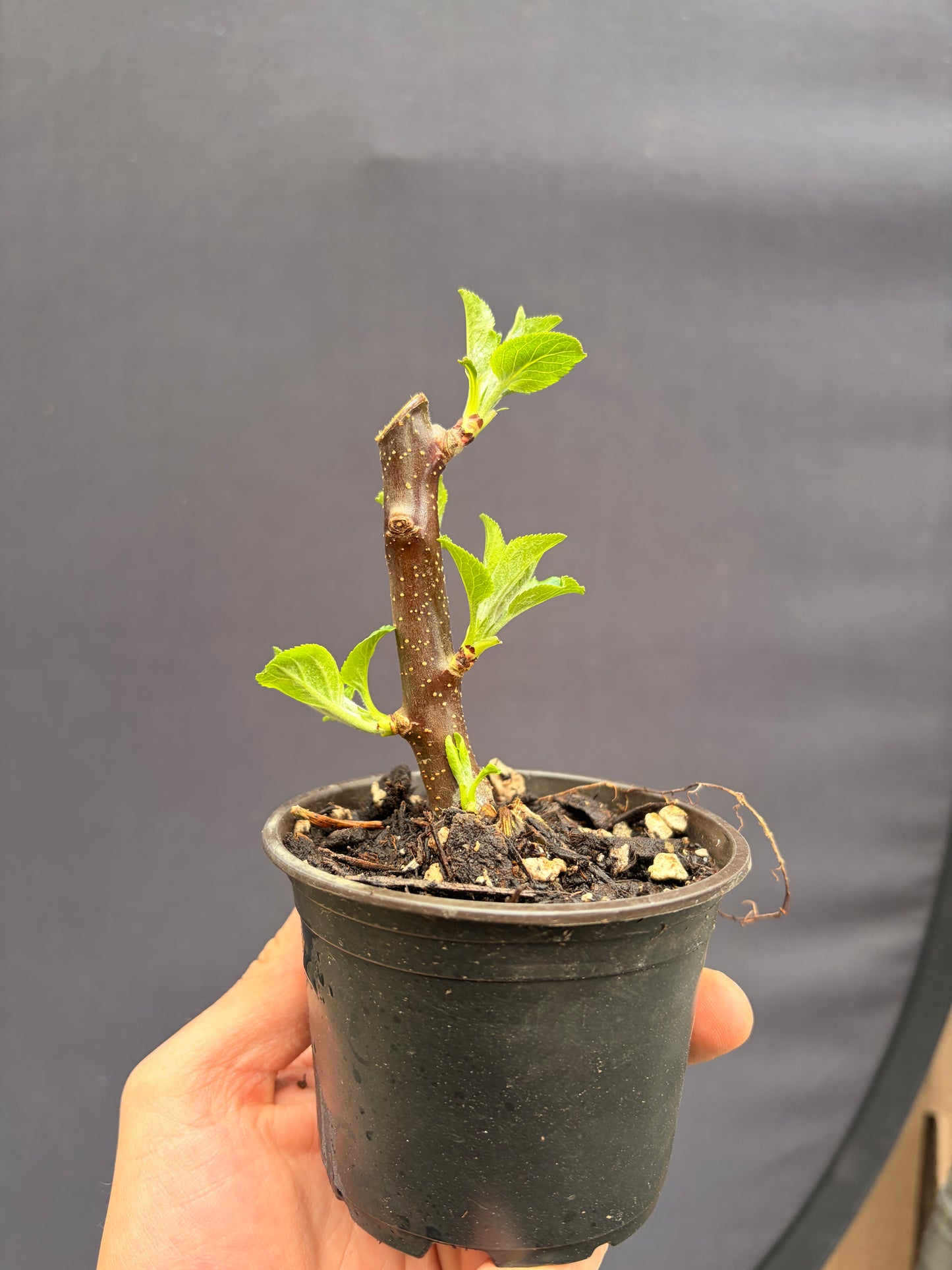 Dwarf apple tangy green
