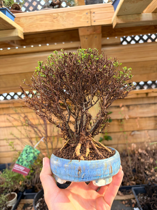 Hokkaido Chinese elm