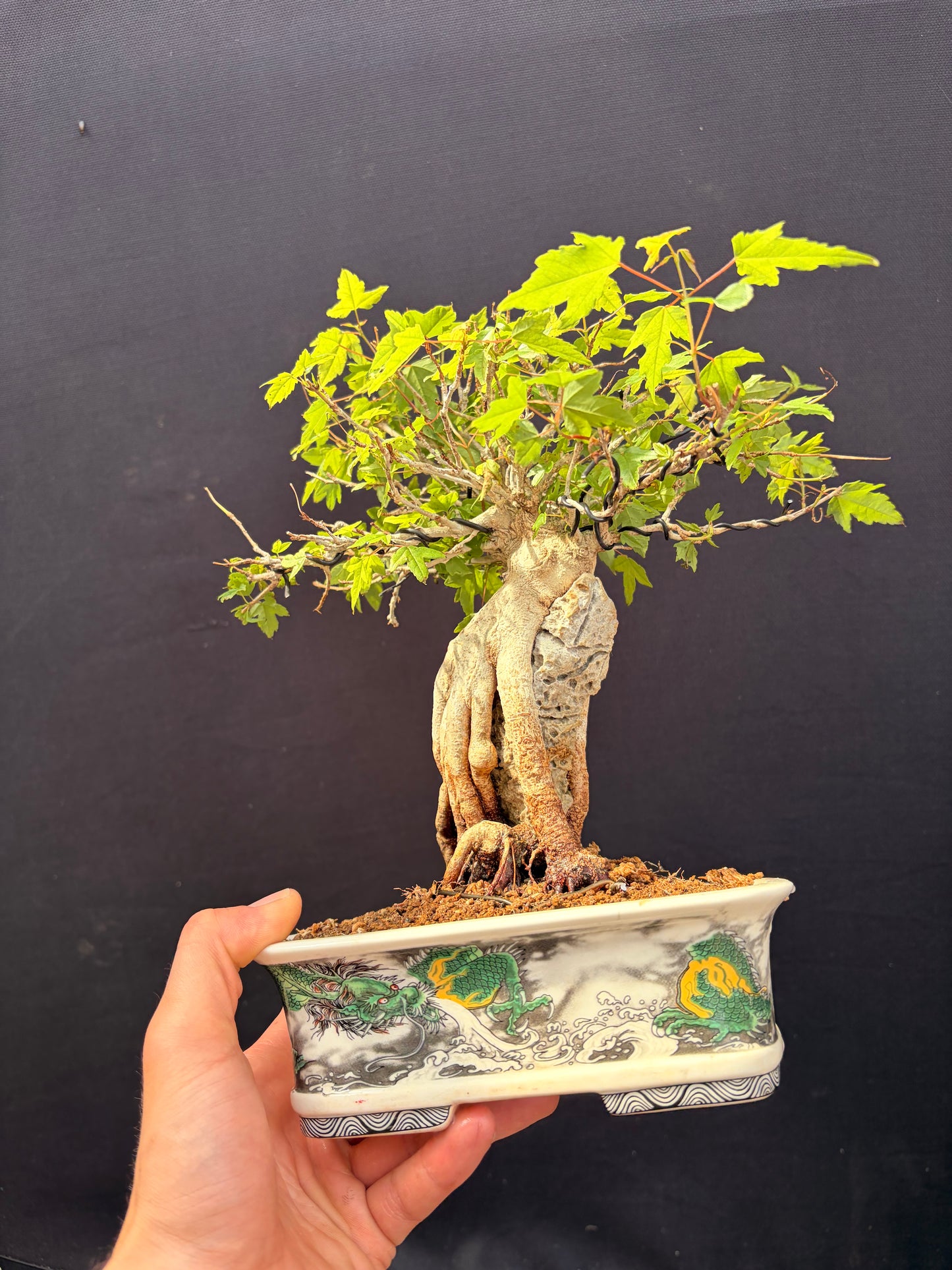 Trident maple root over rock