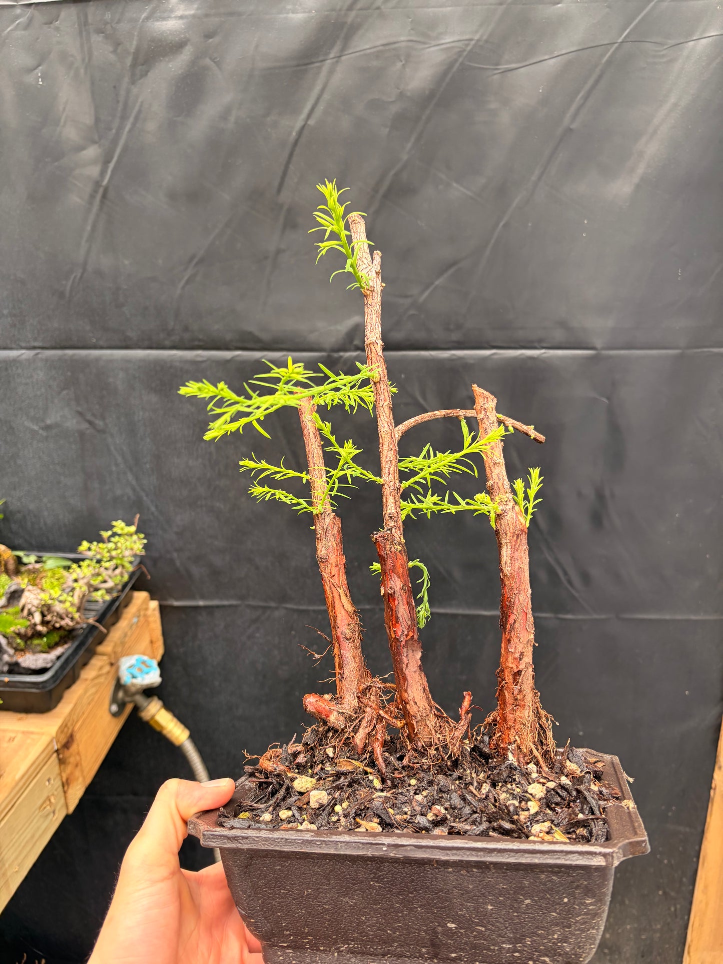Bald cypress trio falling waters