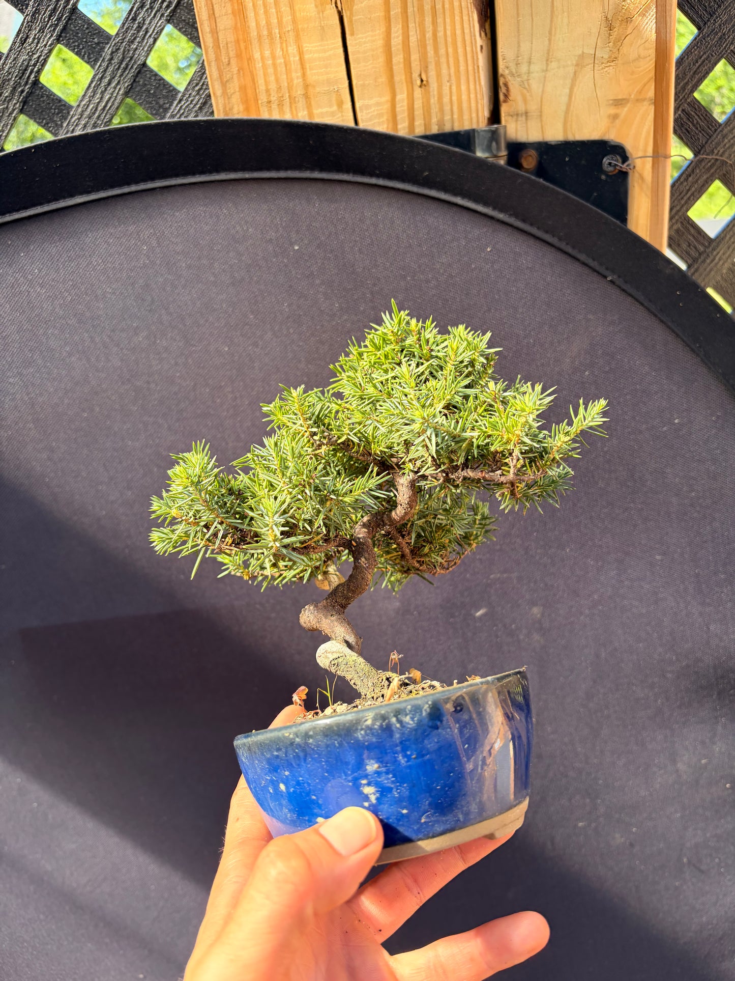 Dwarf Tosho needle juniper