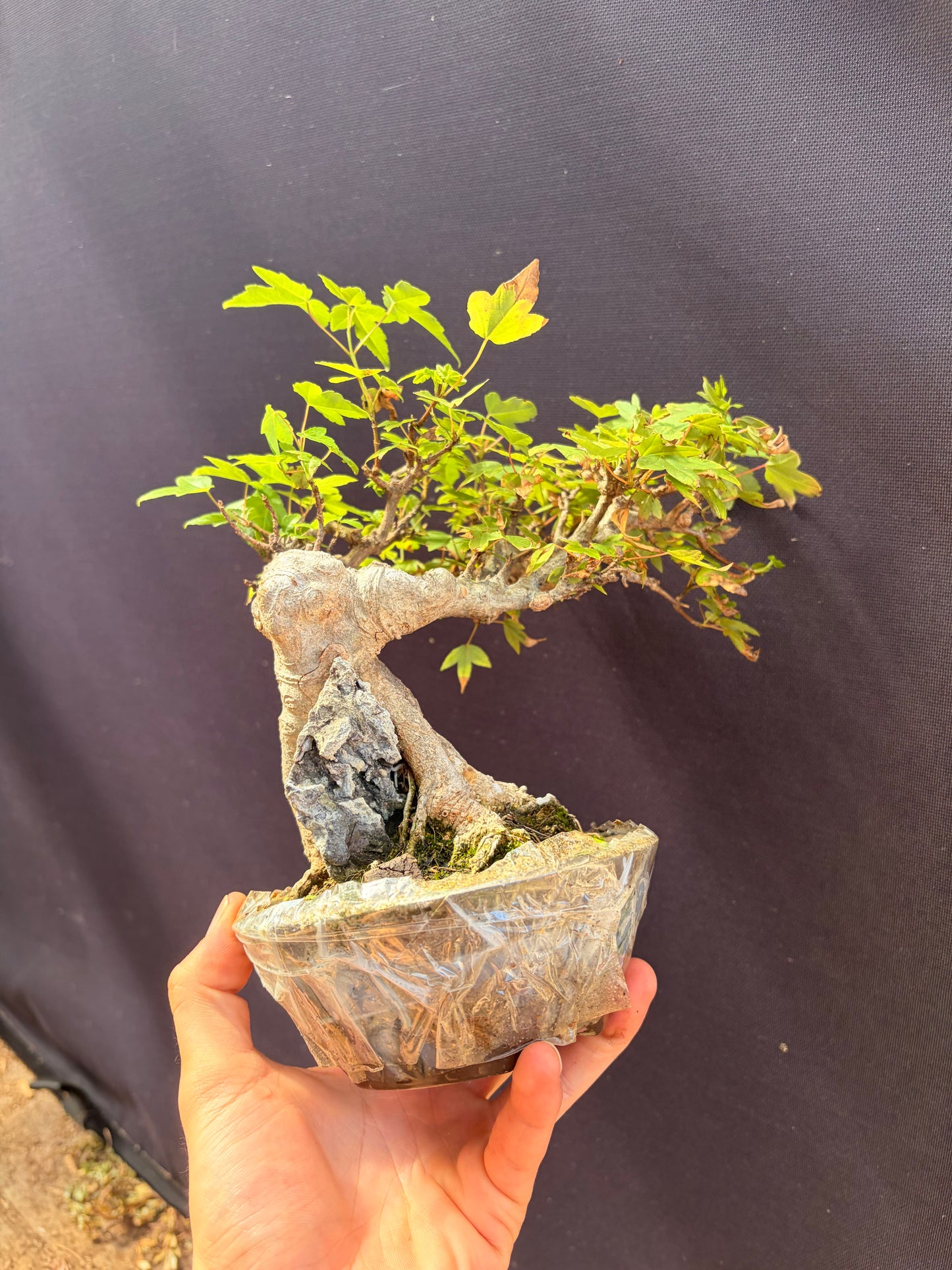 Trident maple root over rock