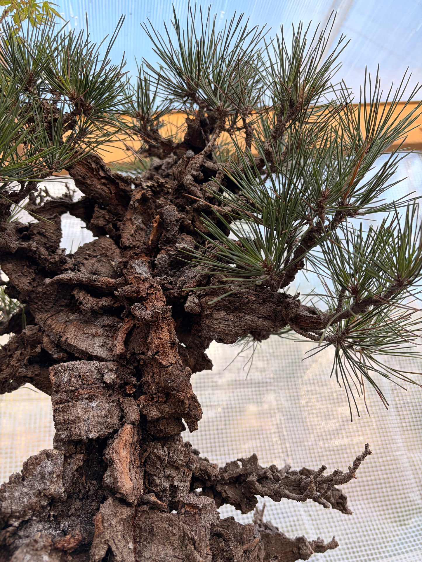 Japanese black pine cork bark yume nishiki