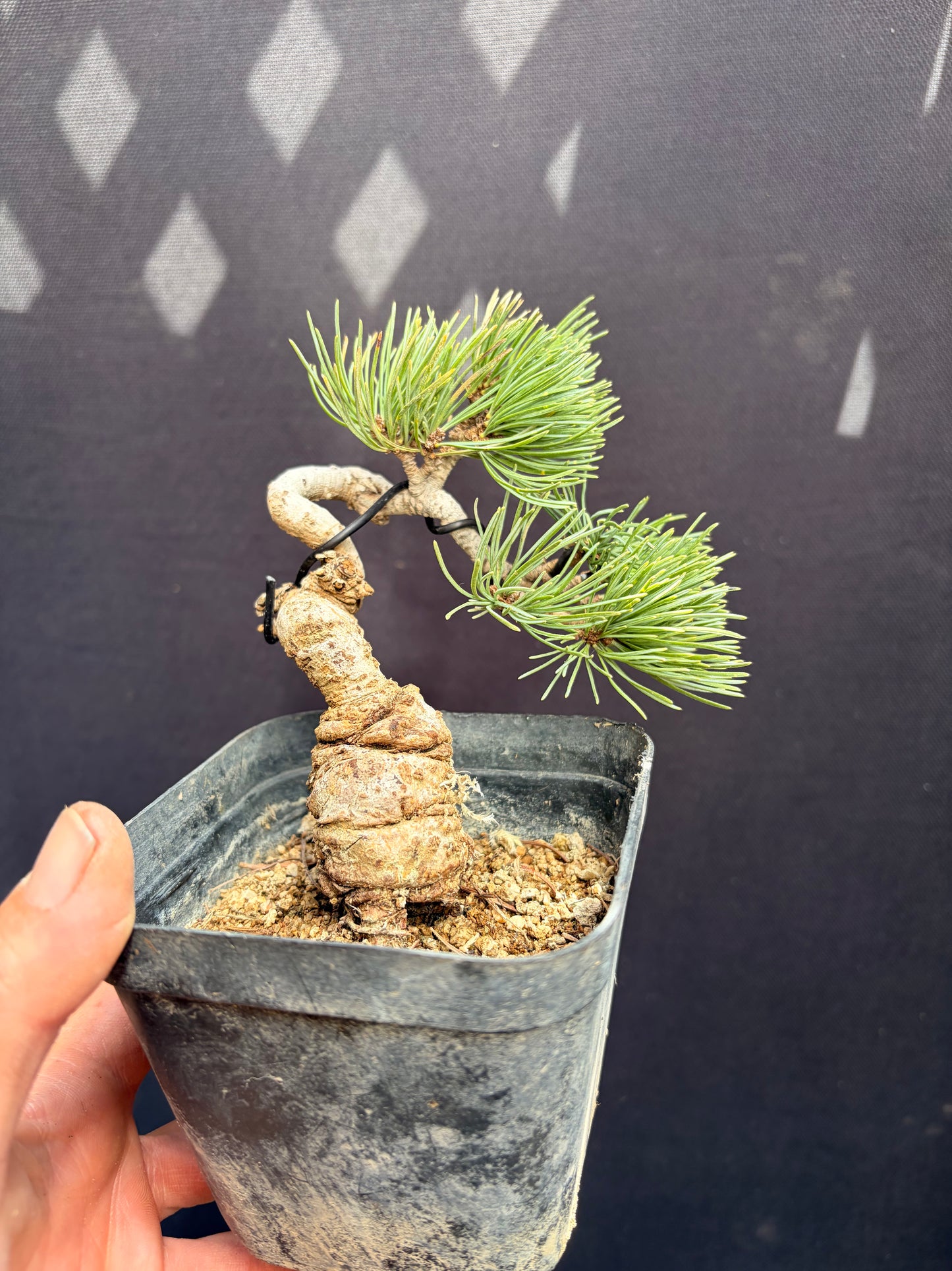 White pine on black pine