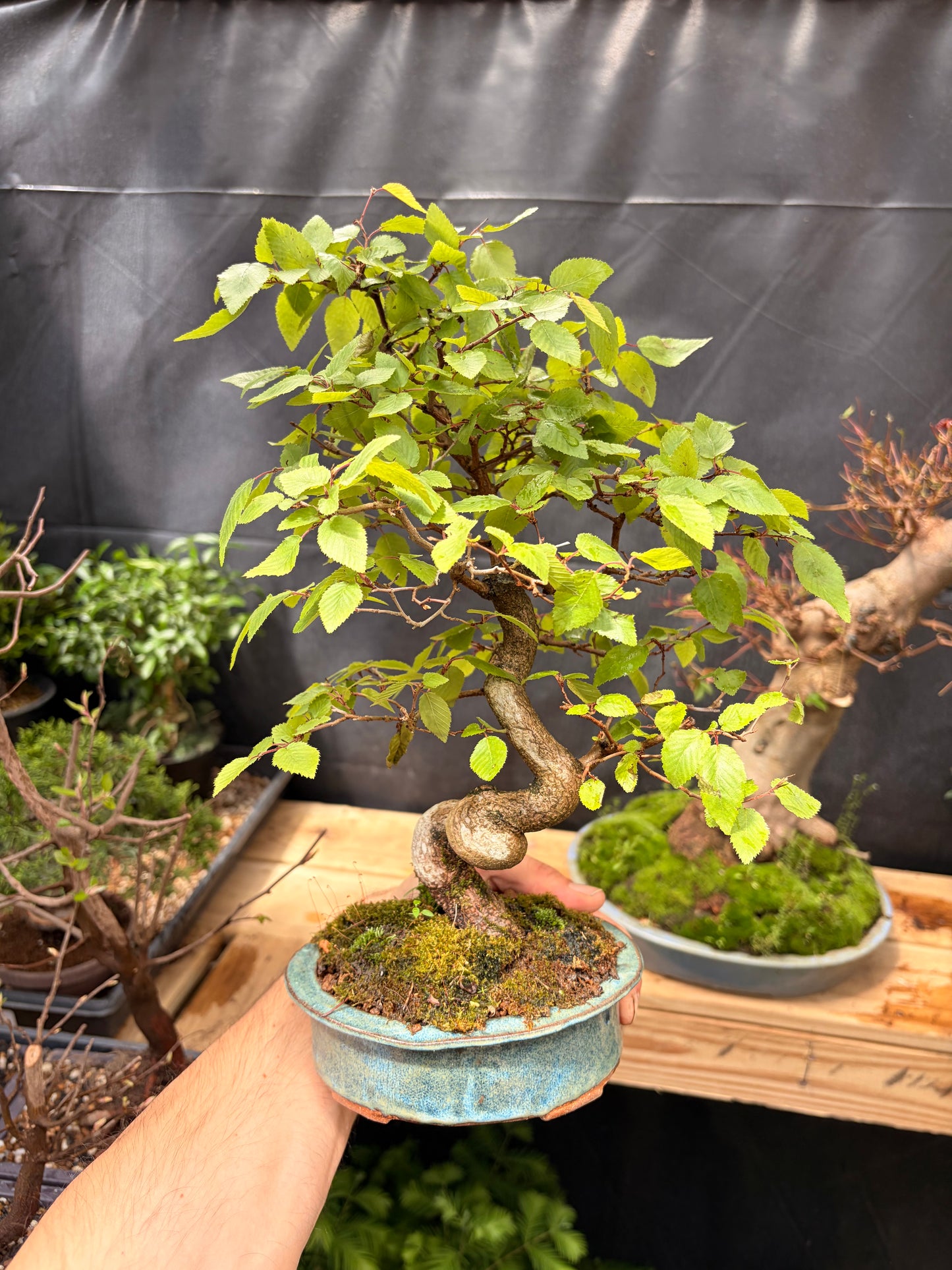 Korean hornbeam
