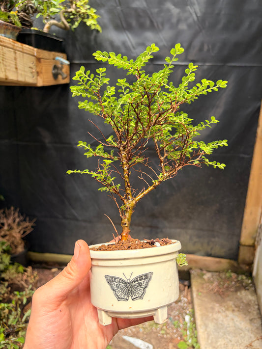 Seiju chinese elm