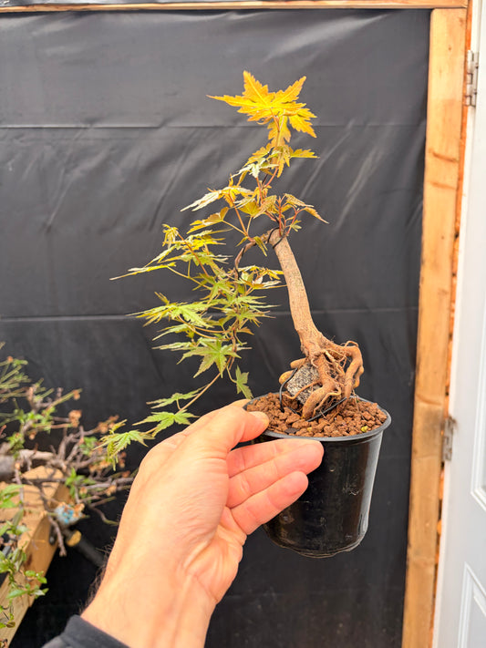 Dwarf Japanese maple over rock