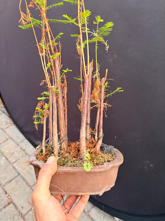 Bald cypress forest