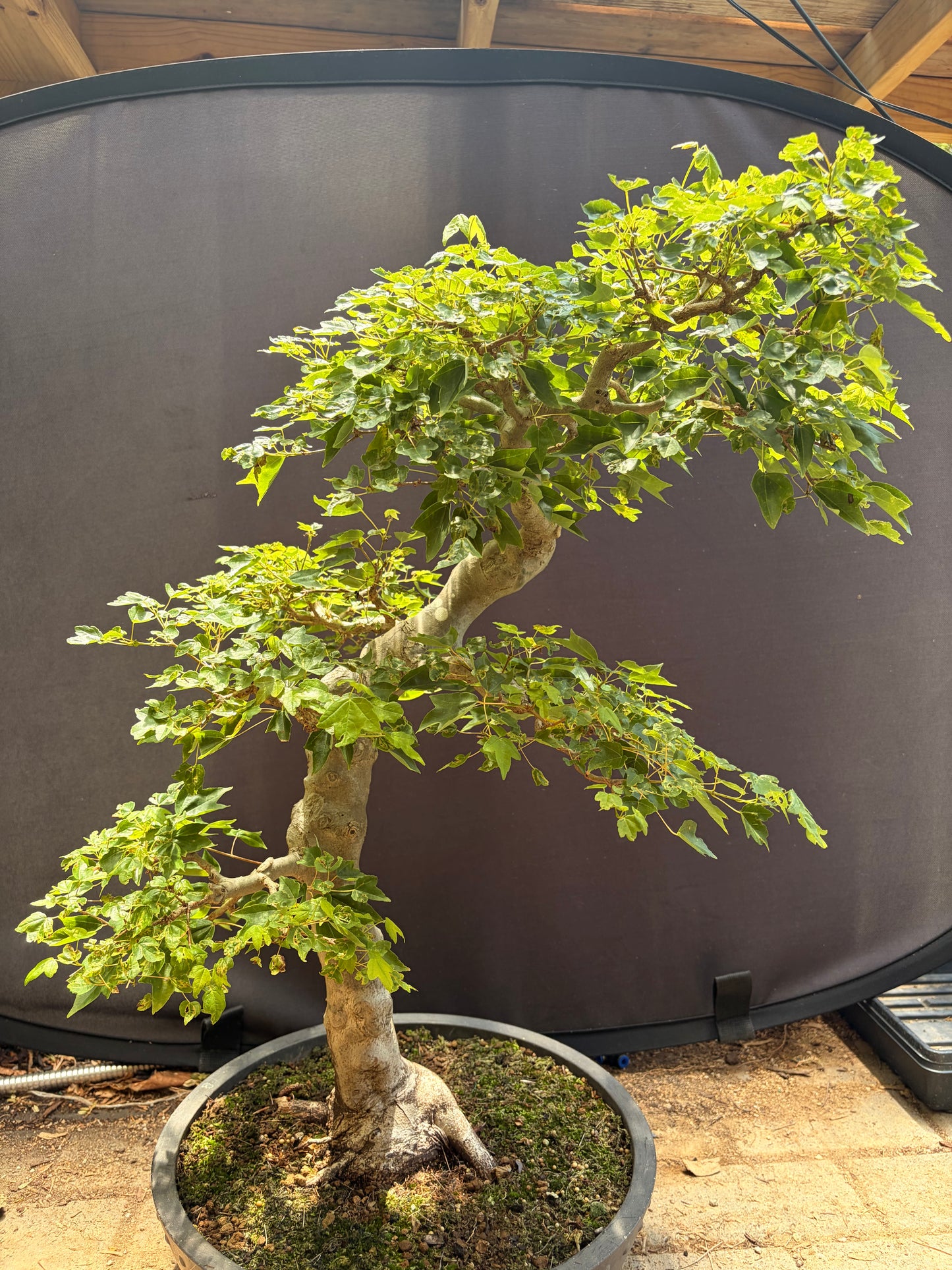 Trident maple