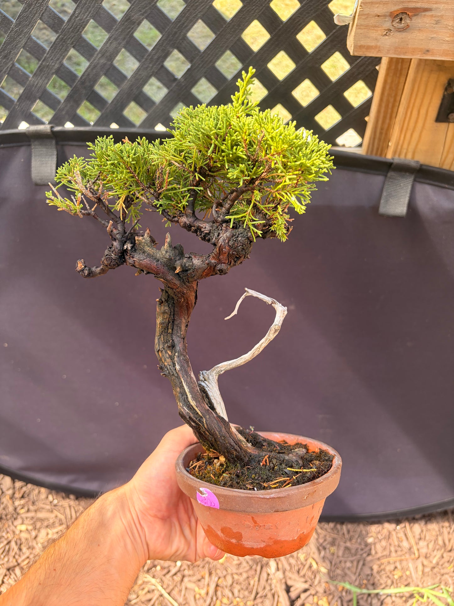Shimpaku juniper