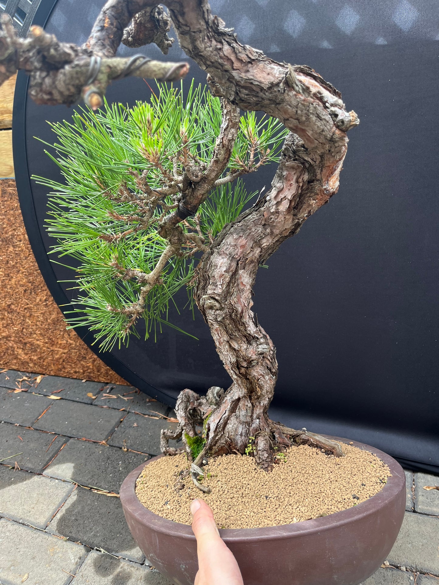Japanese black pine