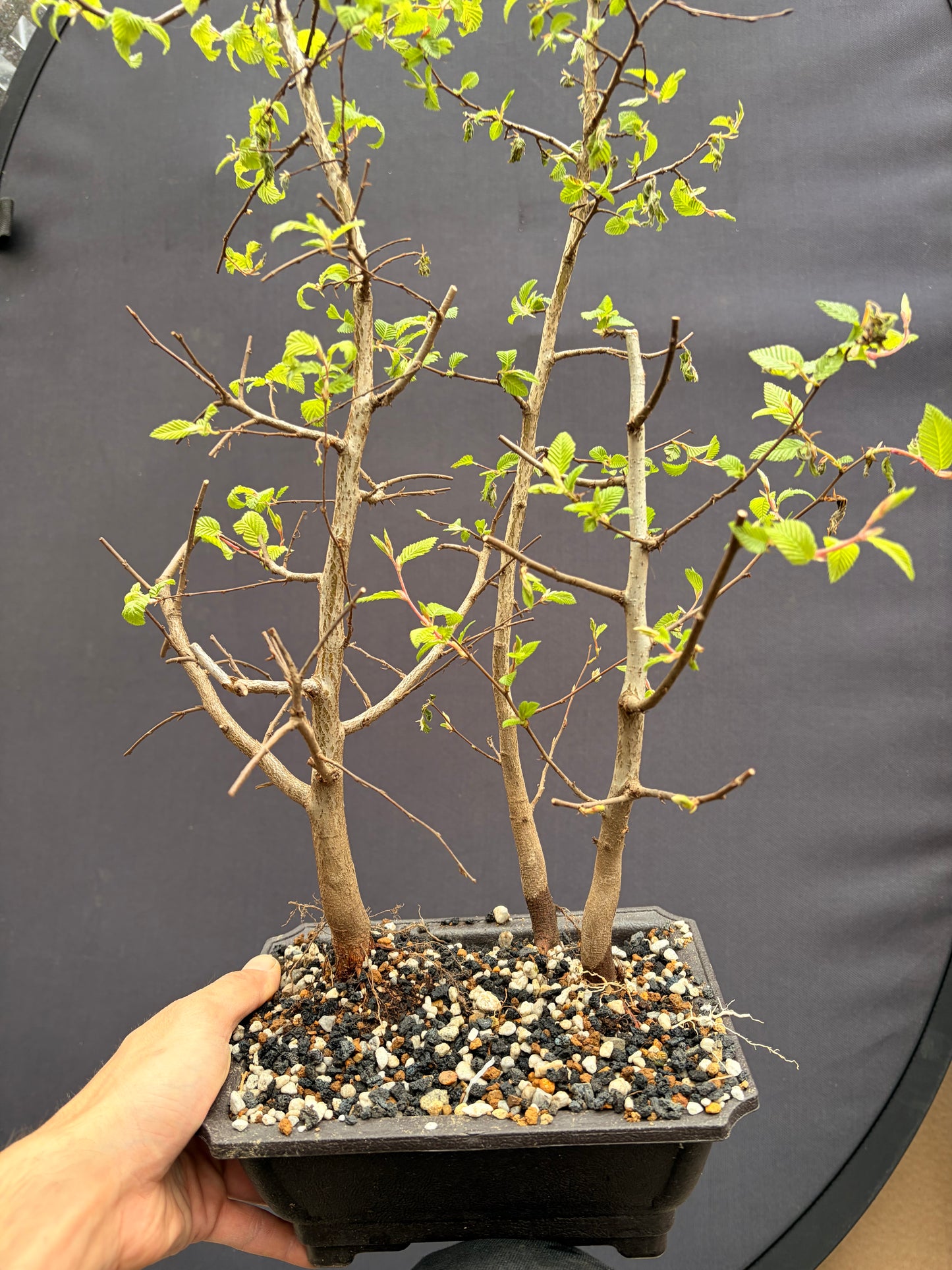 Korean hornbeam trio