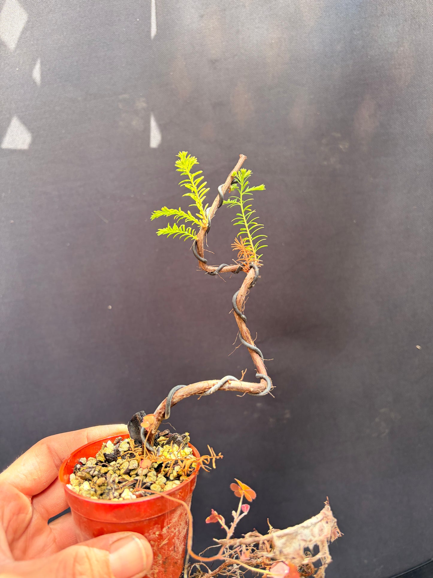 Bald cypress twisty