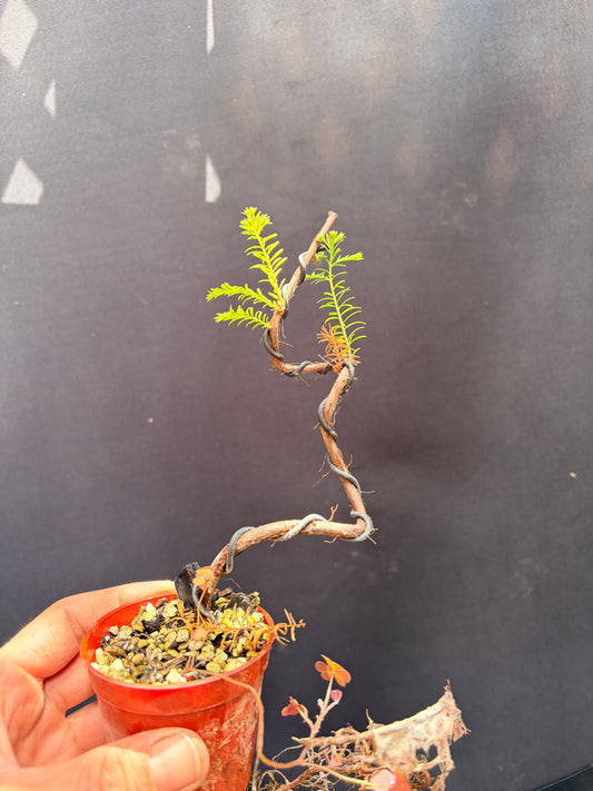 Bald cypress twisty