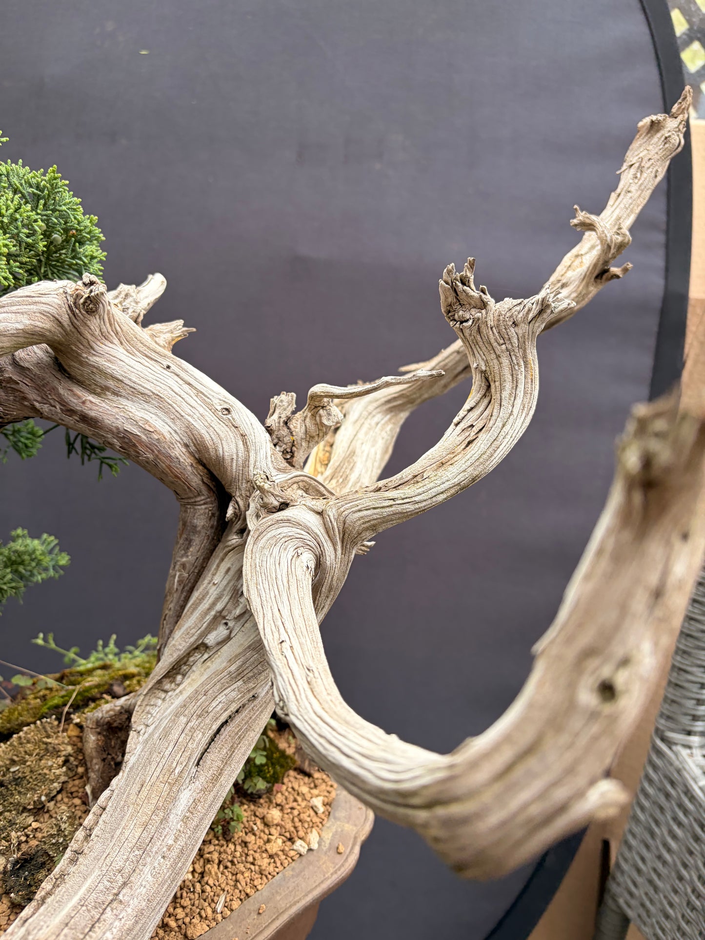 Shimpaku Kishu on Rocky Mountain