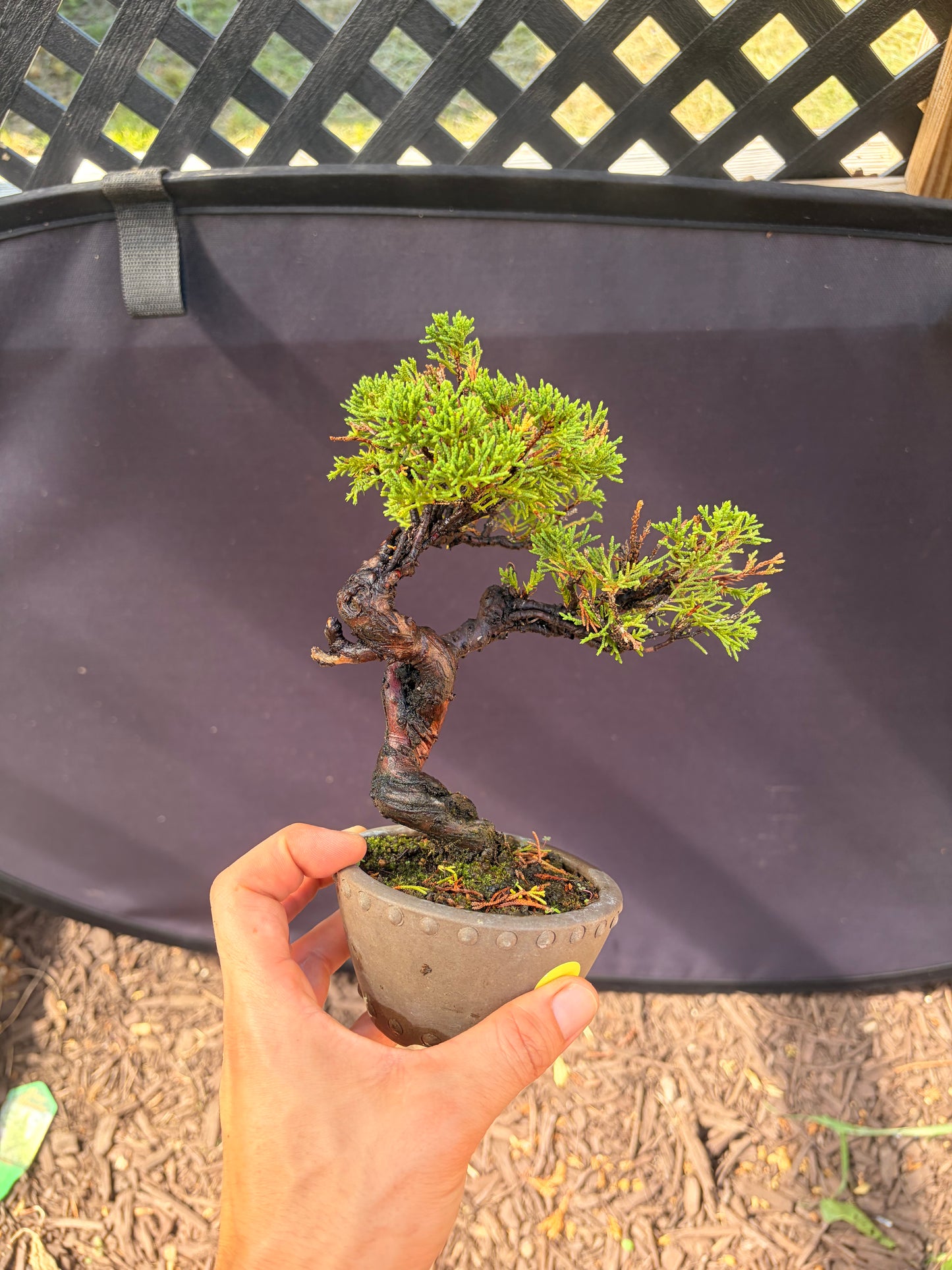 Shimpaku juniper