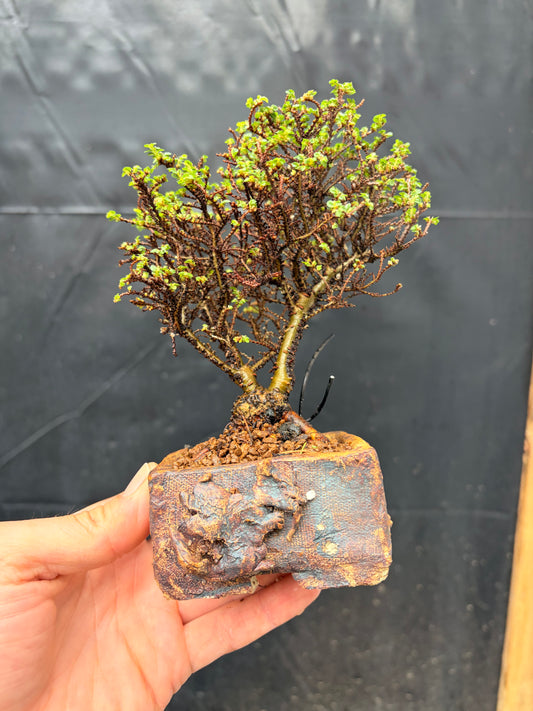 Hokkaido Chinese elm