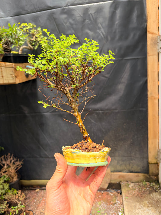 Seiju chinese elm