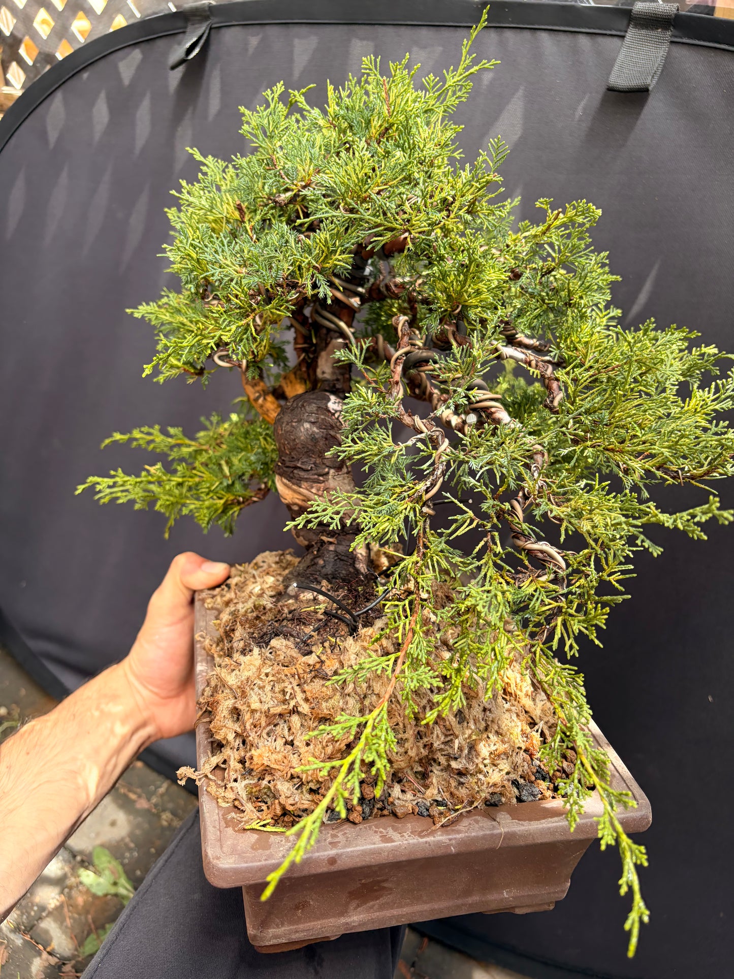 Shimpaku juniper itoigawa