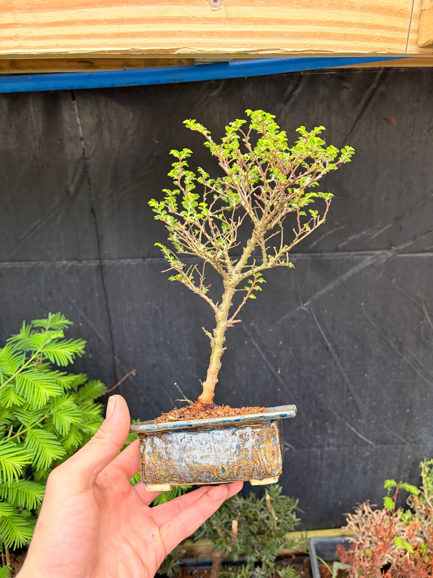 Seiju elm