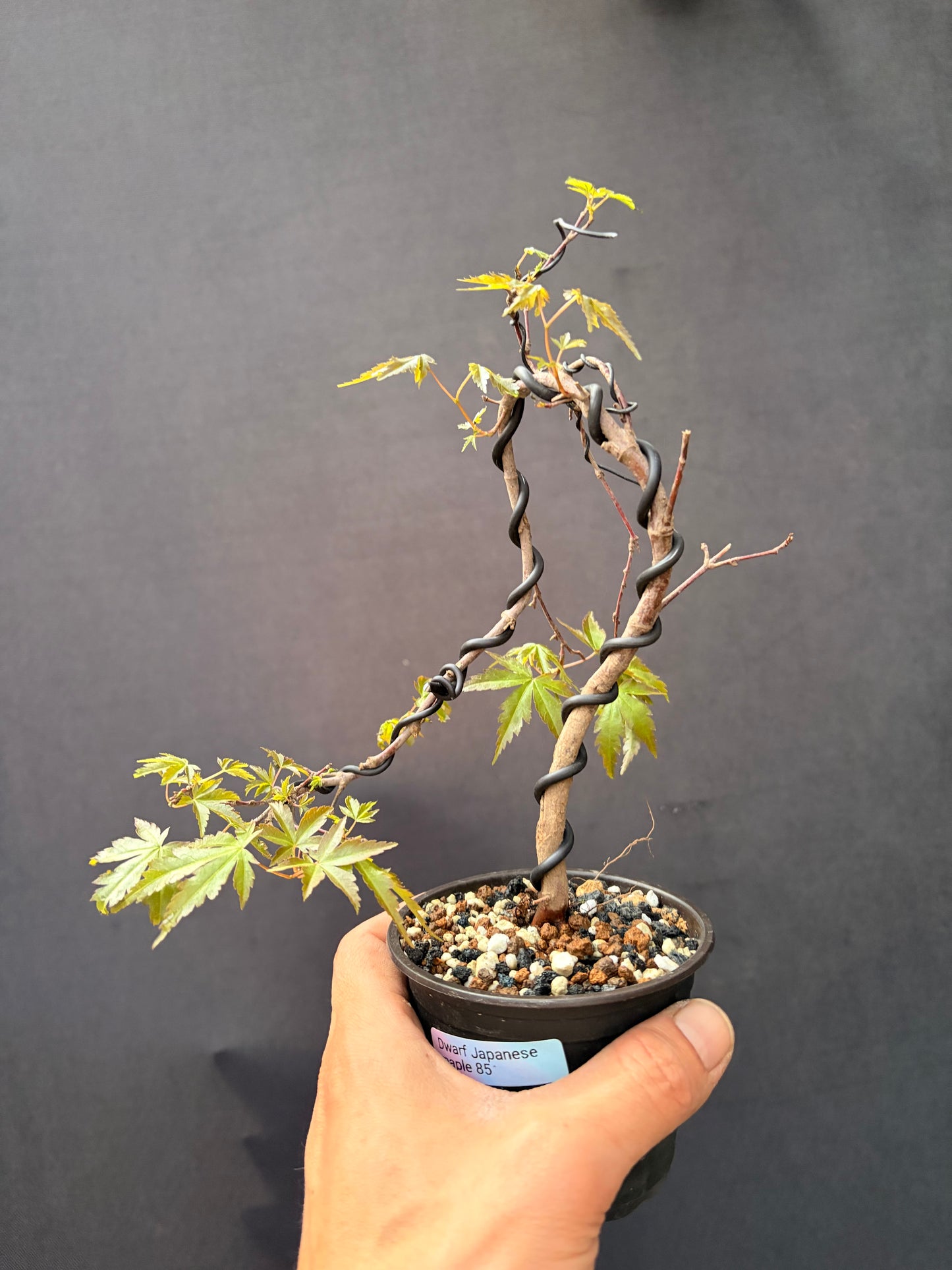 Dwarf Japanese maple