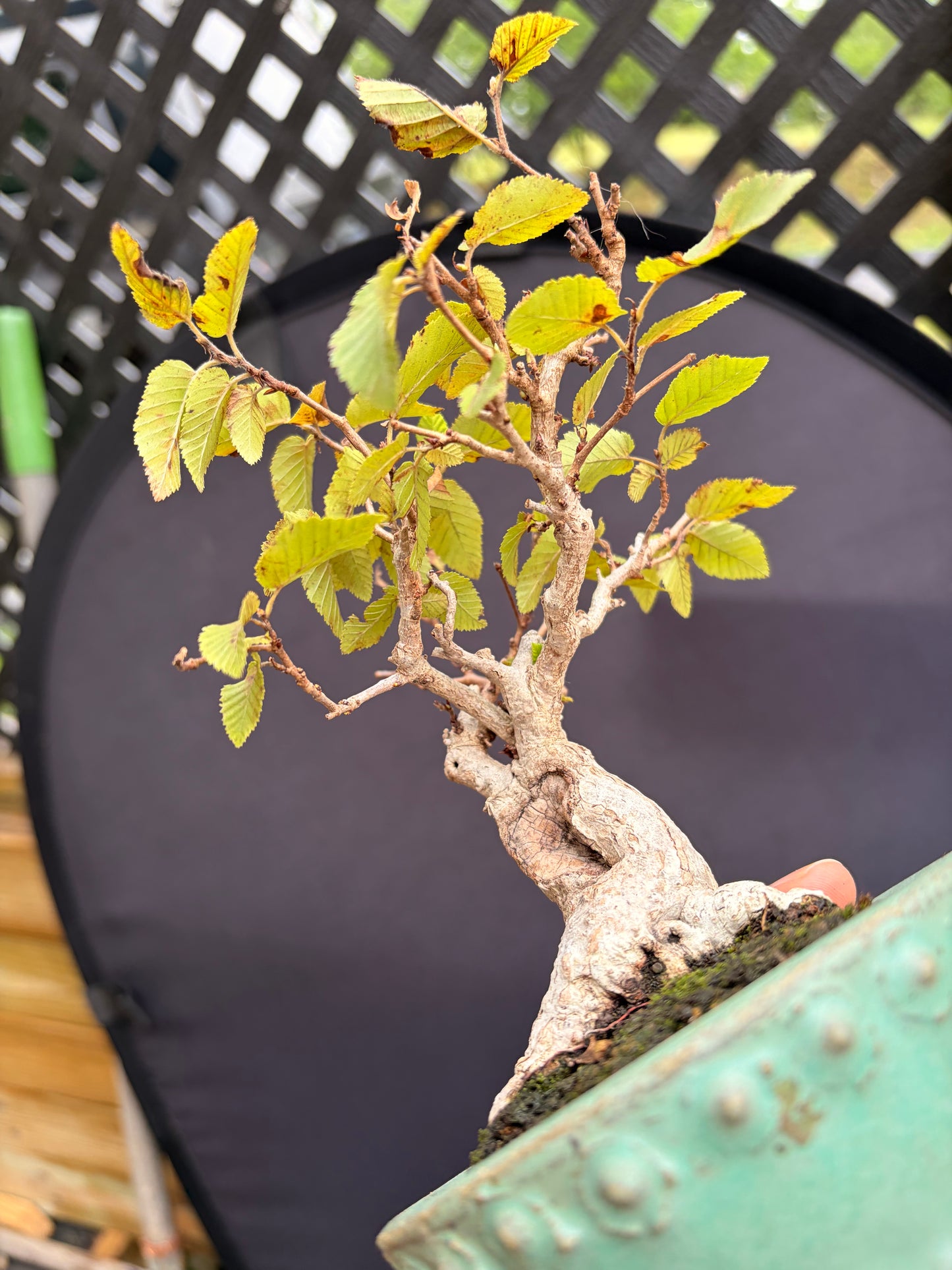 Korean hornbeam mame