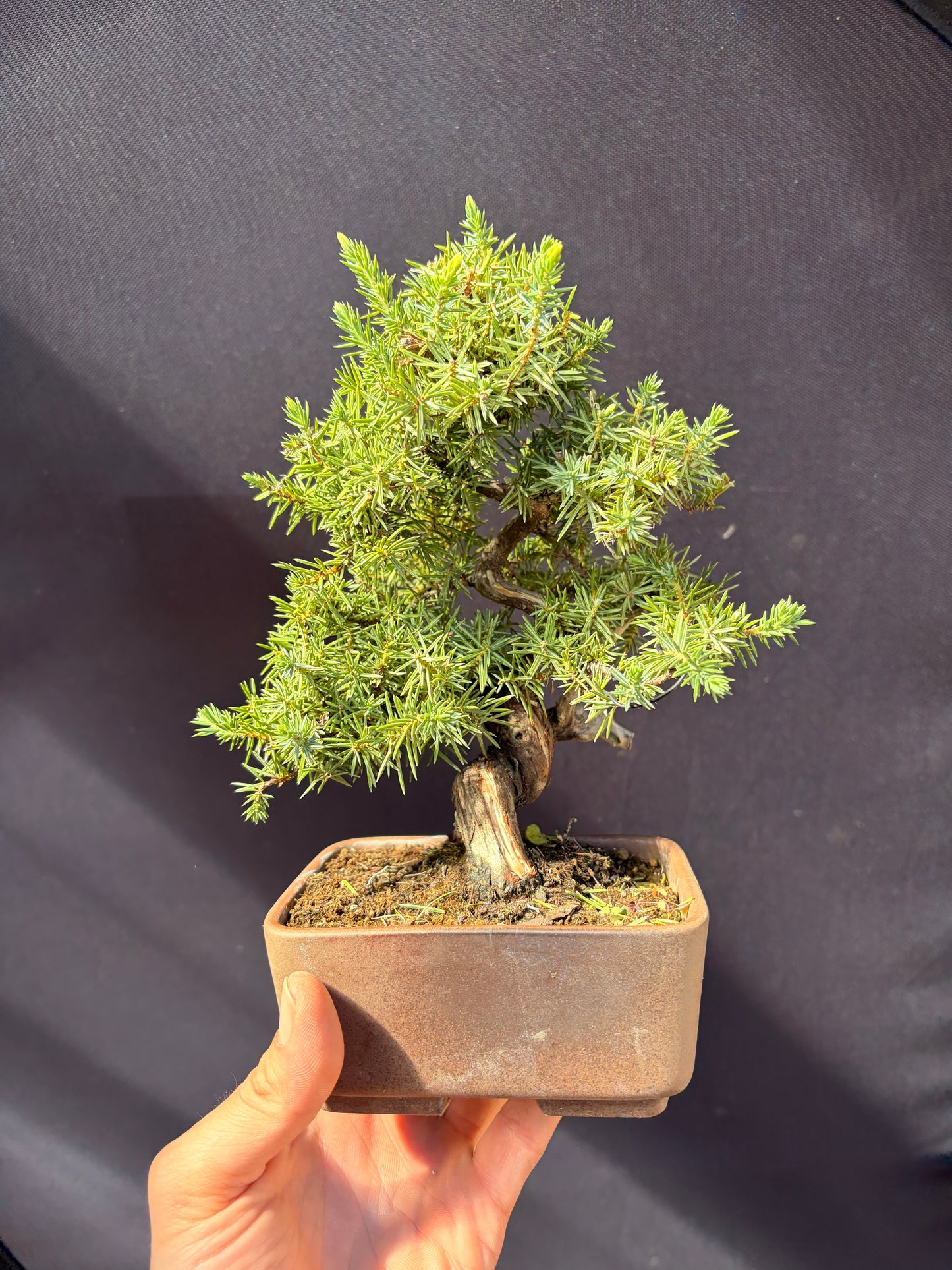 Dwarf Tosho needle juniper