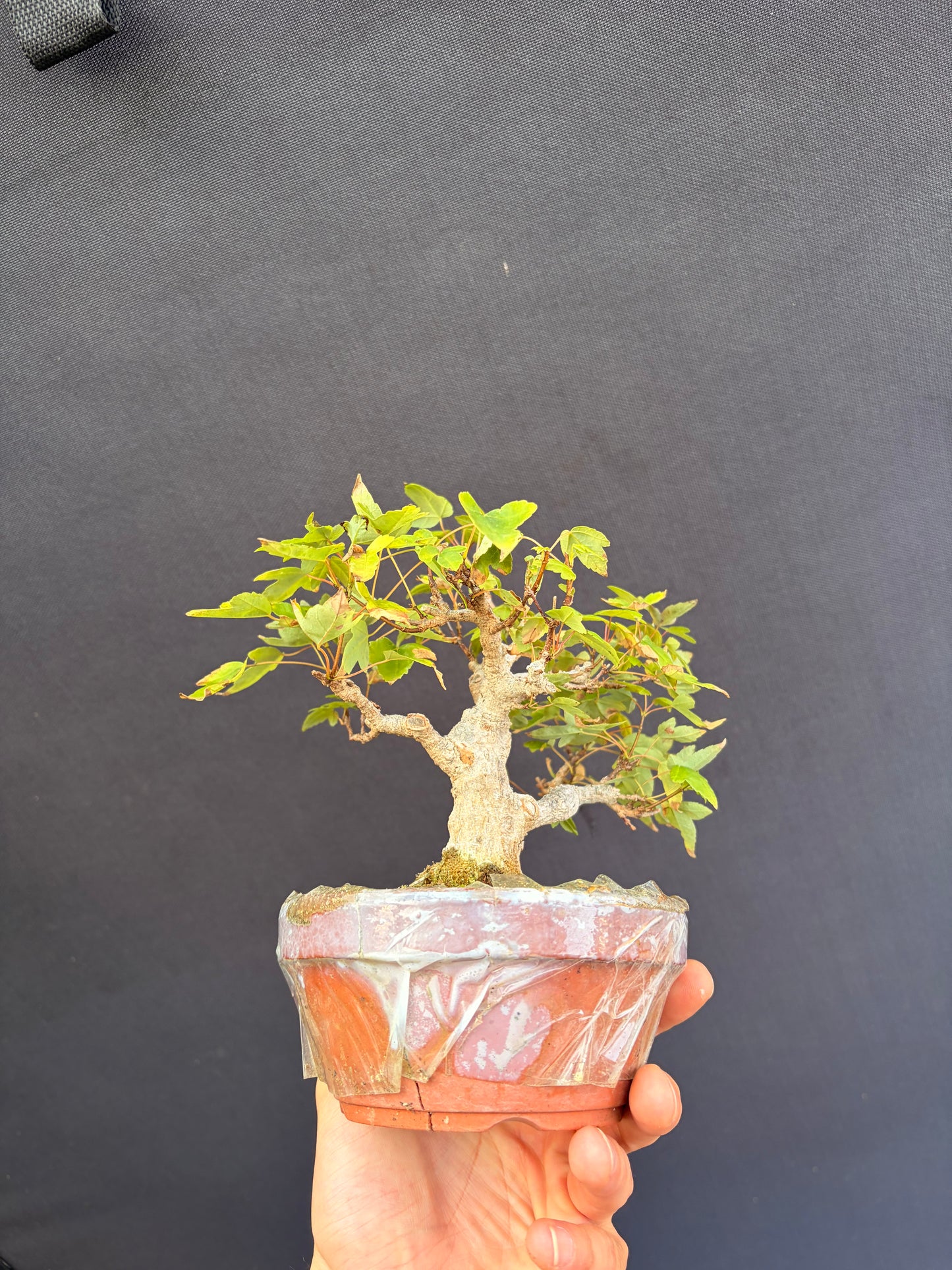 Trident maple