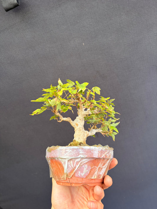 Trident maple